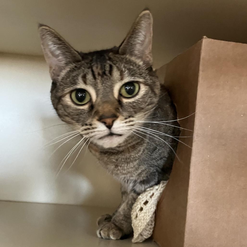 Enlarge Adrian, a Adoptable Domestic Short Hair in Idaho Falls, ID image 3/3