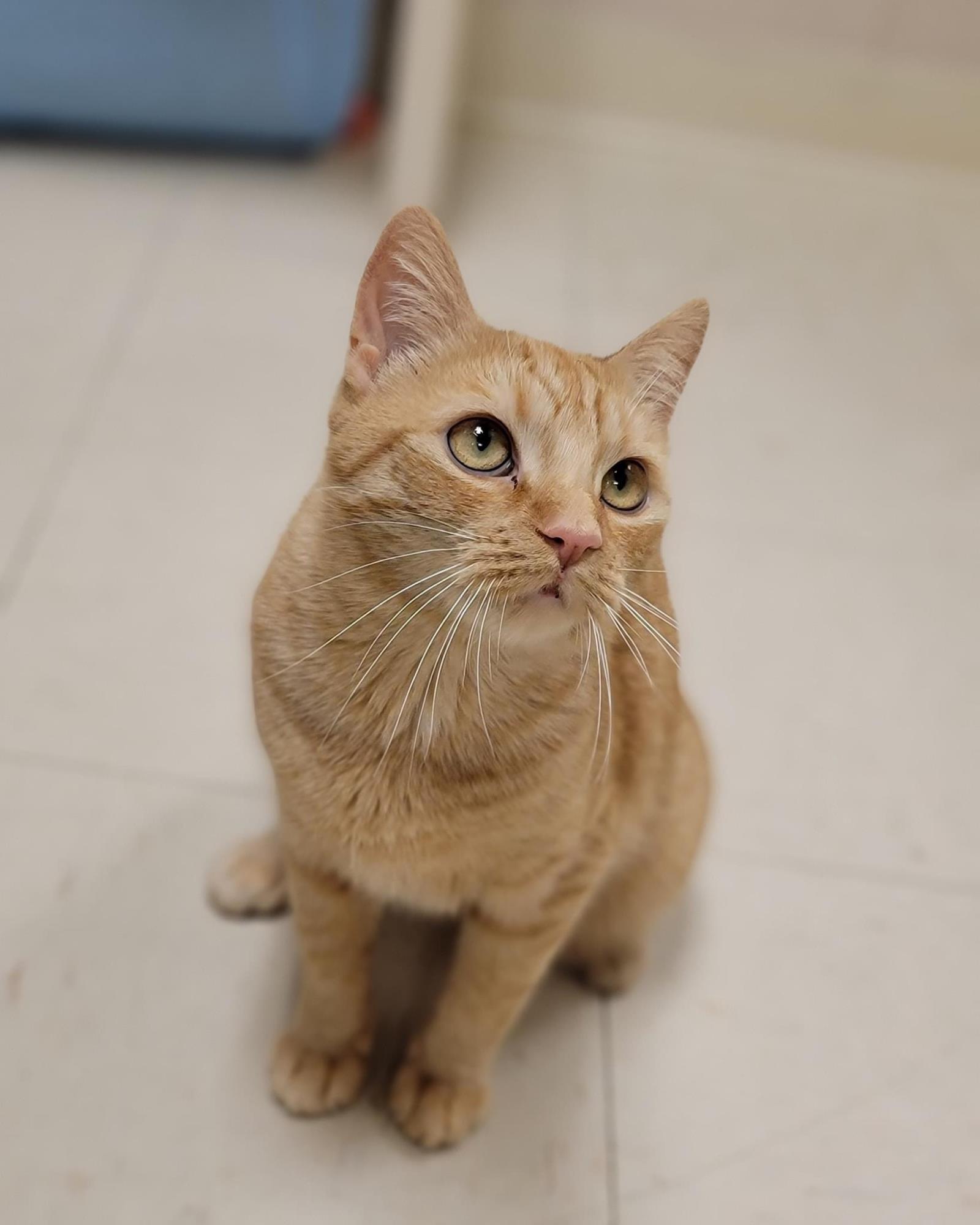 Tabby, Adoptable, Adult Female Domestic Short Hair.