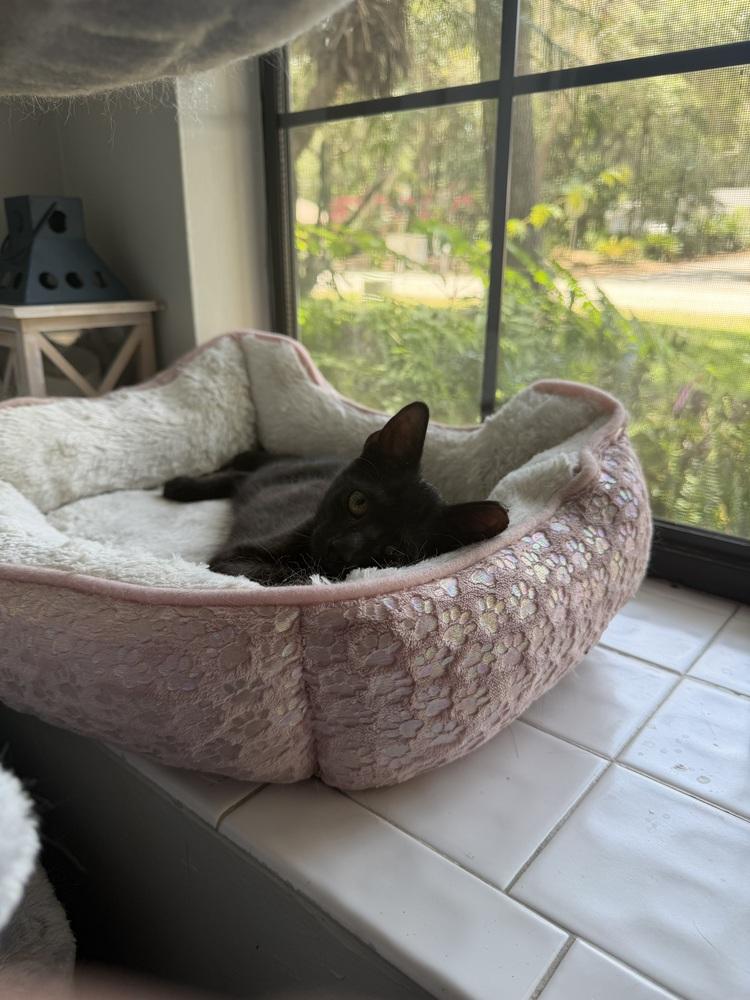 Enlarge Amigo, a Adoptable Domestic Short Hair in Saint Augustine, FL image 1/6