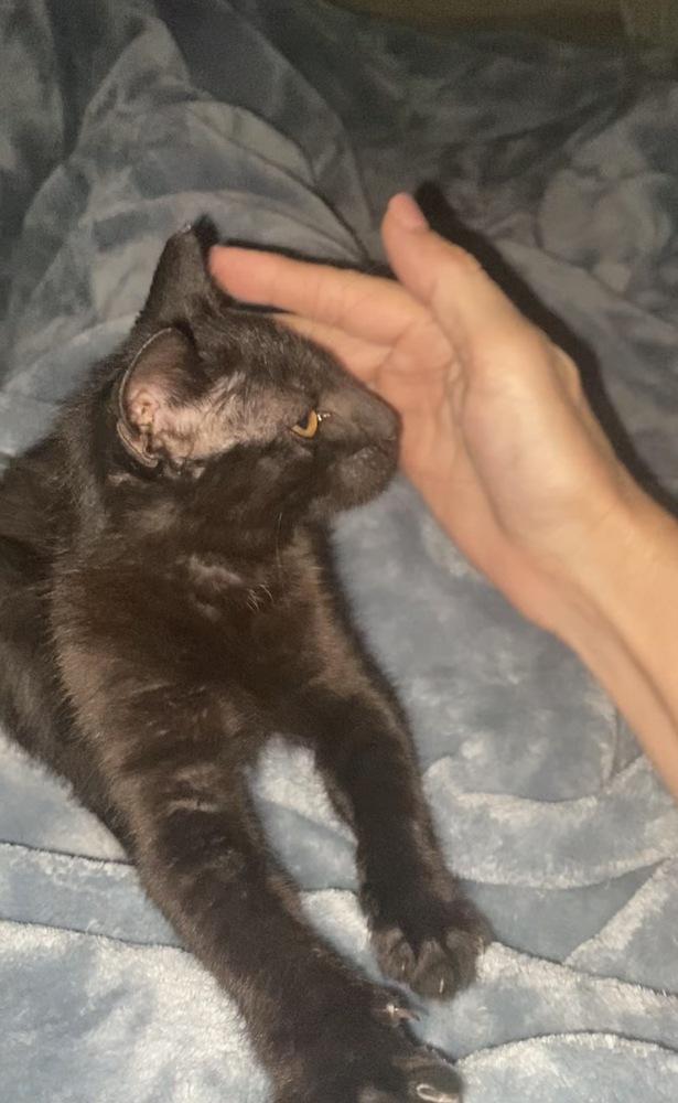 Enlarge Amigo, a Adoptable Domestic Short Hair in Saint Augustine, FL image 2/6