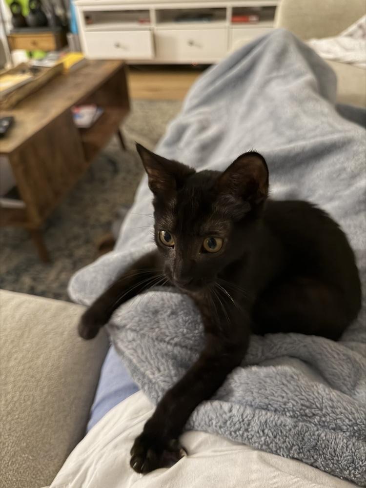 Enlarge Amigo, a Adoptable Domestic Short Hair in Saint Augustine, FL image 3/6