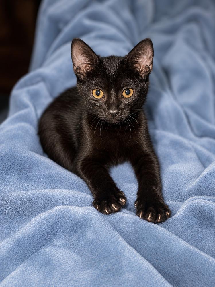 Enlarge Amigo, a Adoptable Domestic Short Hair in Saint Augustine, FL image 4/6
