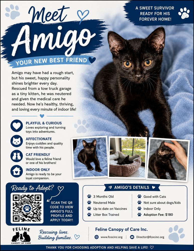 Enlarge Amigo, a Adoptable Domestic Short Hair in Saint Augustine, FL image 6/6