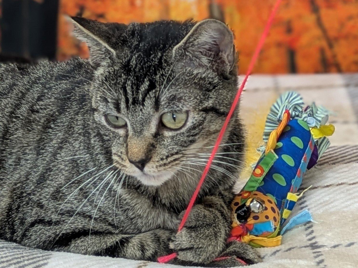 Enlarge Ivanka, an adopted mixed breed in Monroe, WA image 2/6