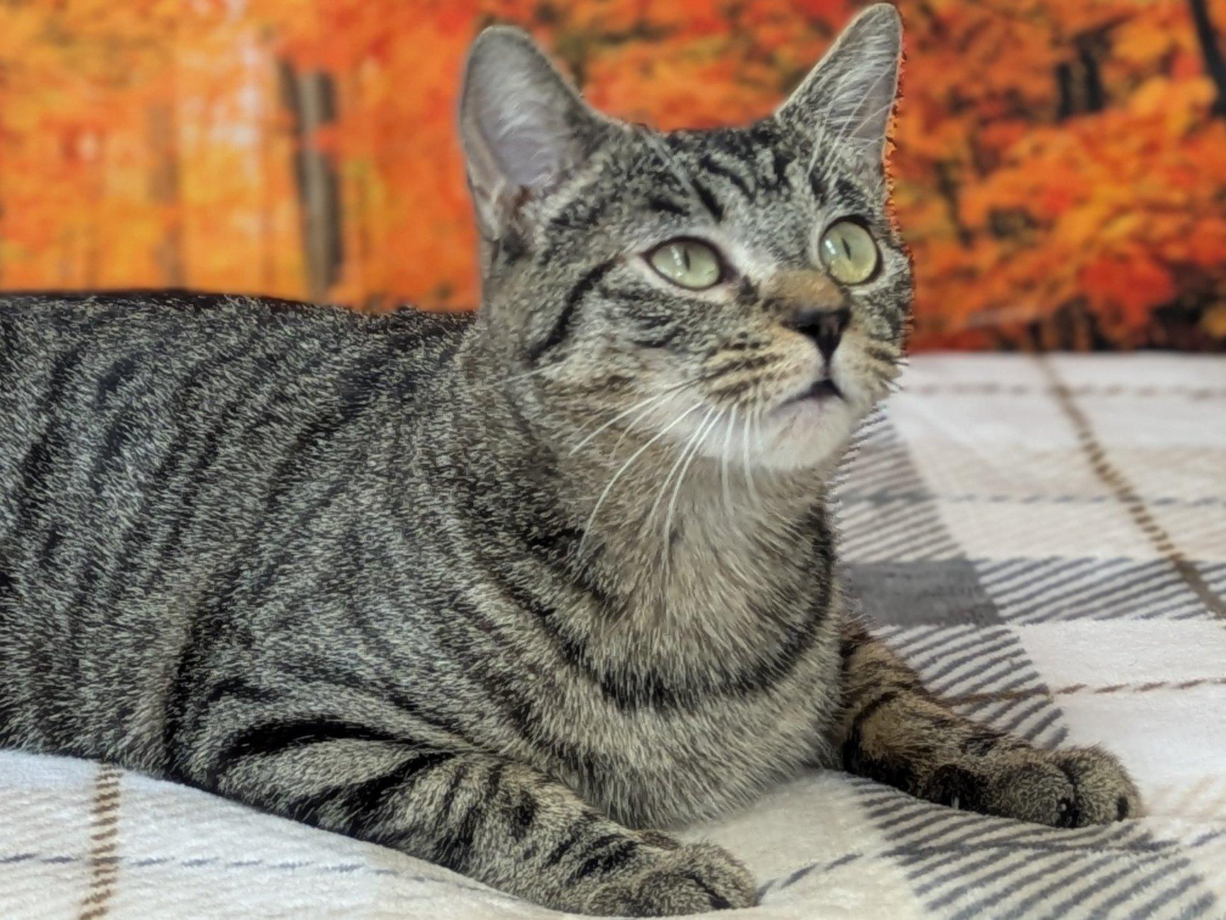 Enlarge Ivanka, an adopted mixed breed in Monroe, WA image 5/6