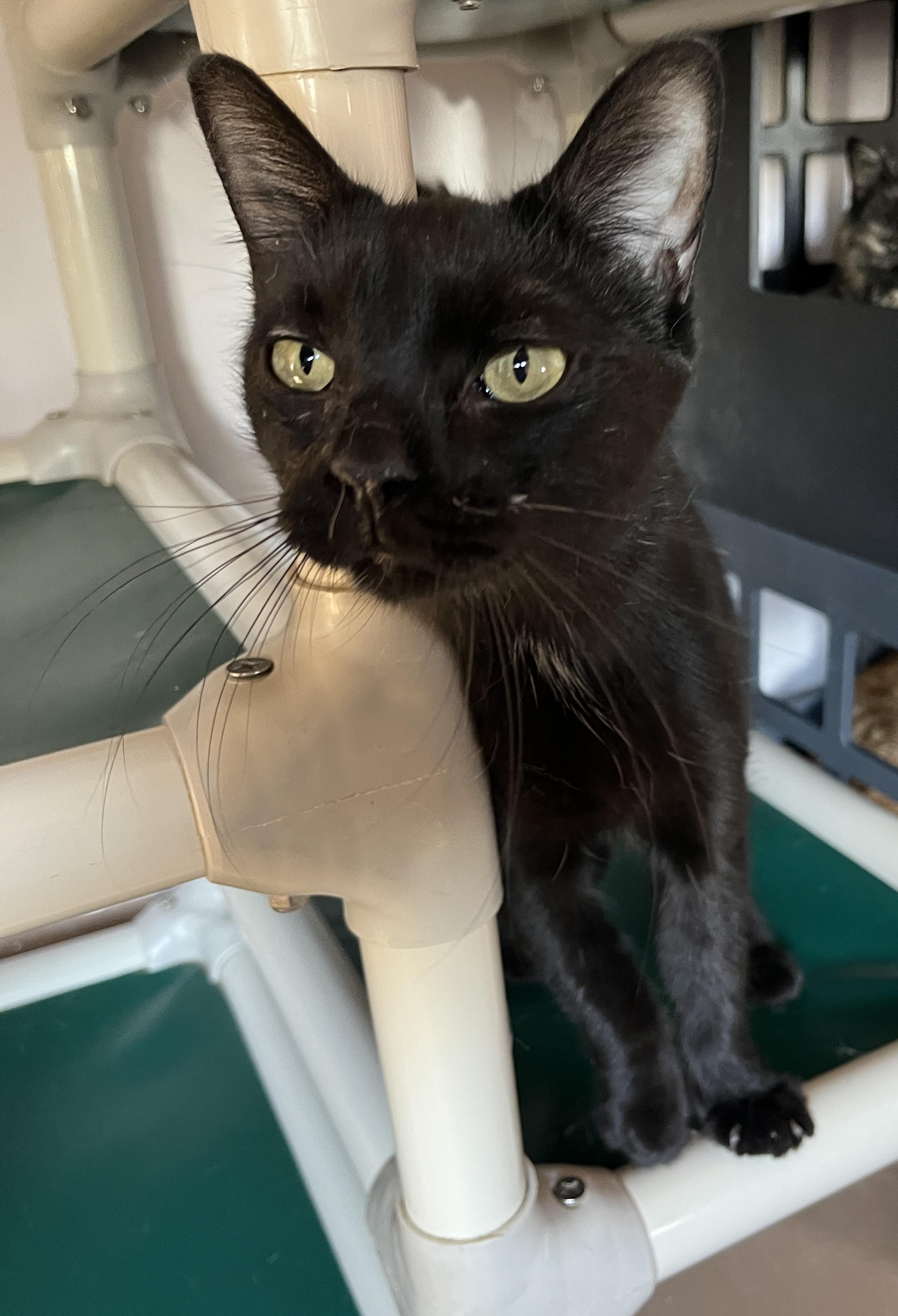 Enlarge LÉA (CR/SC), a Adoptable Domestic Short Hair in Sainte-Angele-de-Monnoir, QC image 1/6