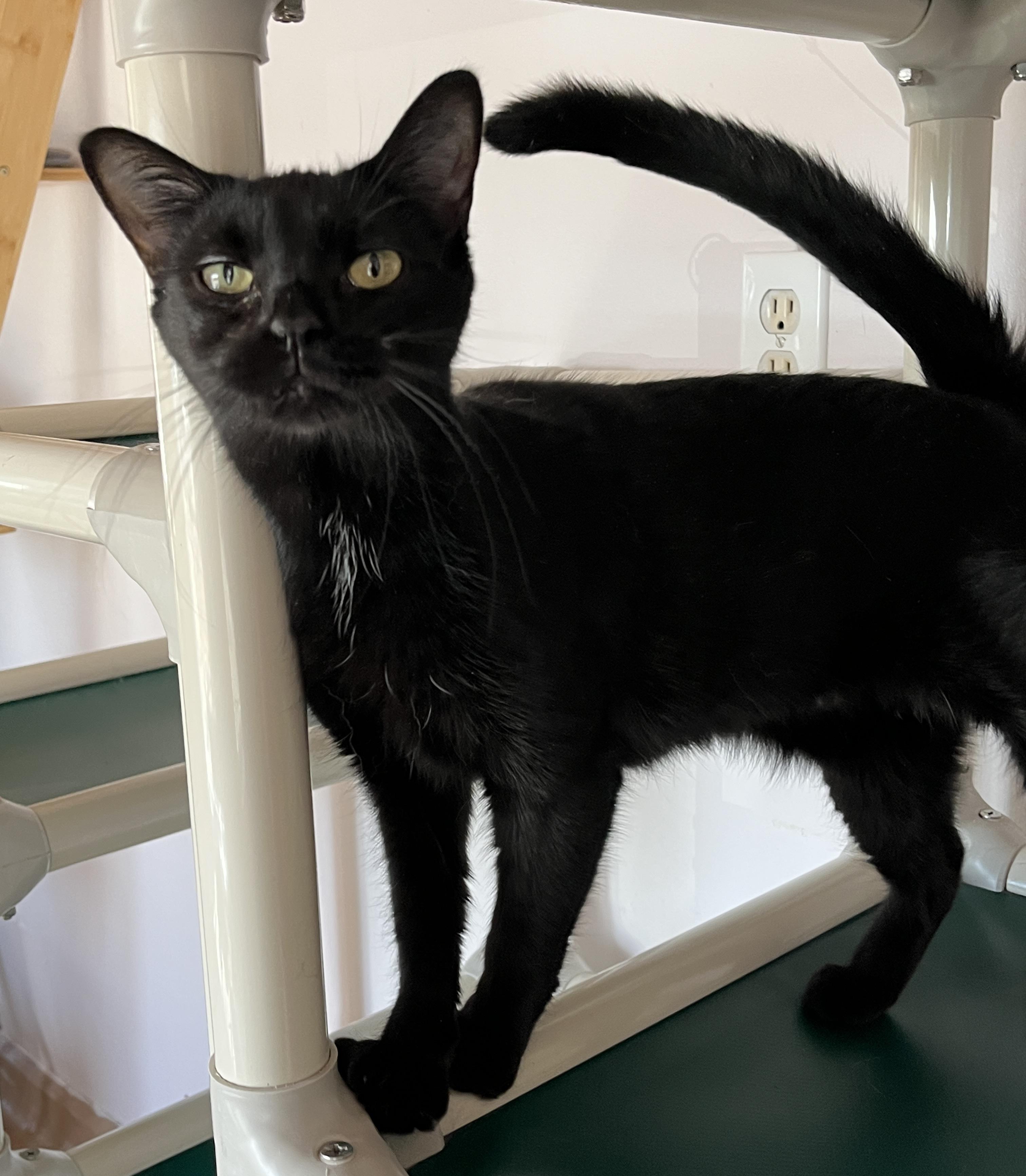 Enlarge LÉA (CR/SC), a Adoptable Domestic Short Hair in Sainte-Angele-de-Monnoir, QC image 4/6