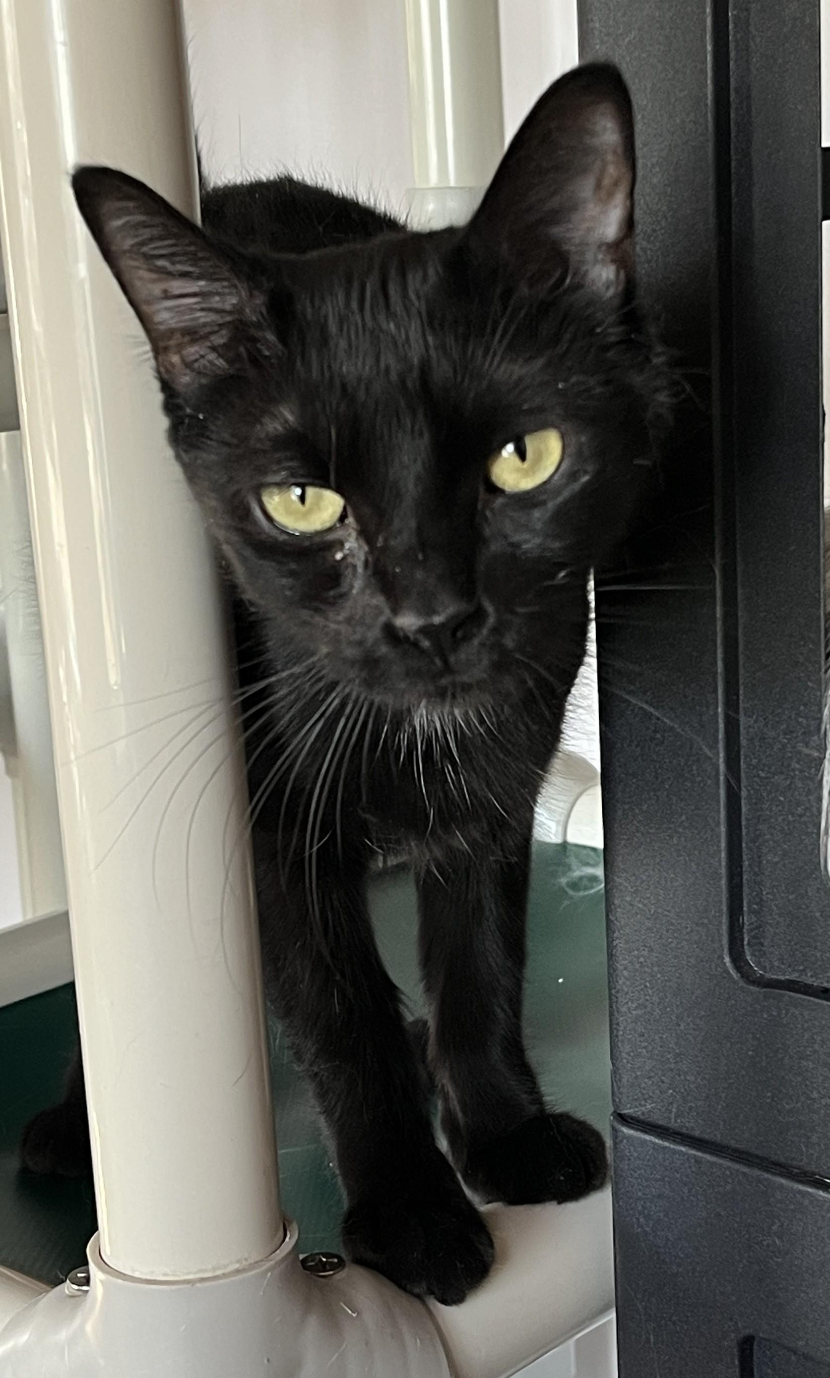 Enlarge LÉA (CR/SC), a Adoptable Domestic Short Hair in Sainte-Angele-de-Monnoir, QC image 5/6