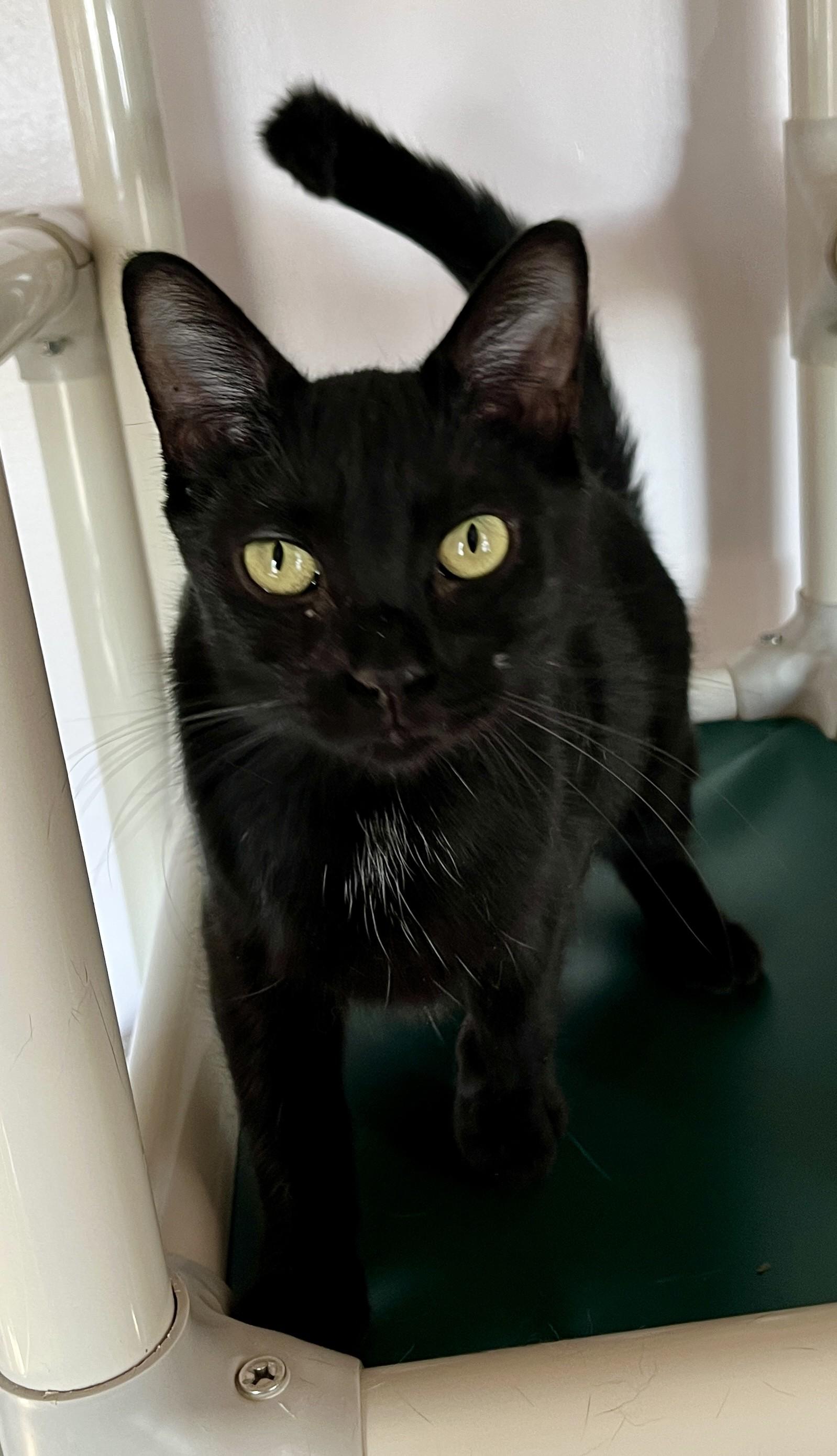 Enlarge LÉA (CR/SC), a Adoptable Domestic Short Hair in Sainte-Angele-de-Monnoir, QC image 3/6