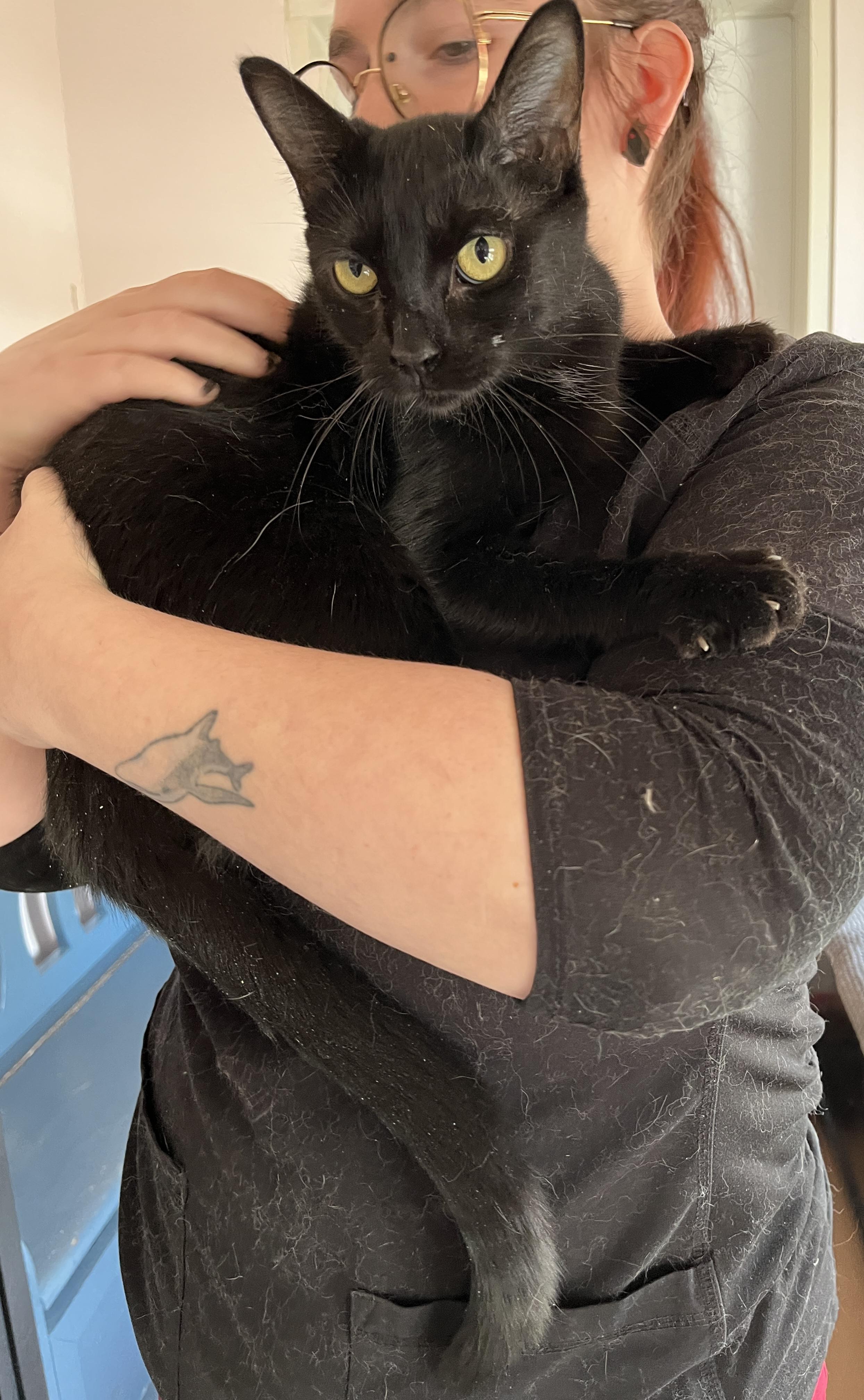 Enlarge LÉA (CR/SC), a Adoptable Domestic Short Hair in Sainte-Angele-de-Monnoir, QC image 2/6