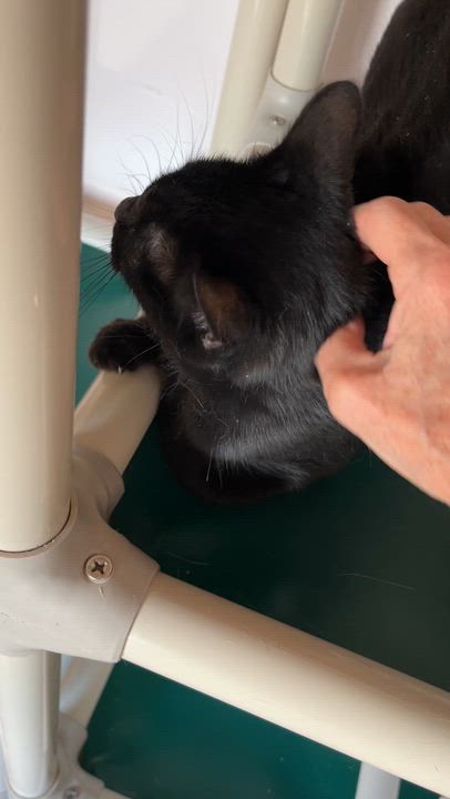 Enlarge LÉA (CR/SC), a Adoptable Domestic Short Hair in Sainte-Angele-de-Monnoir, QC video 6/6
