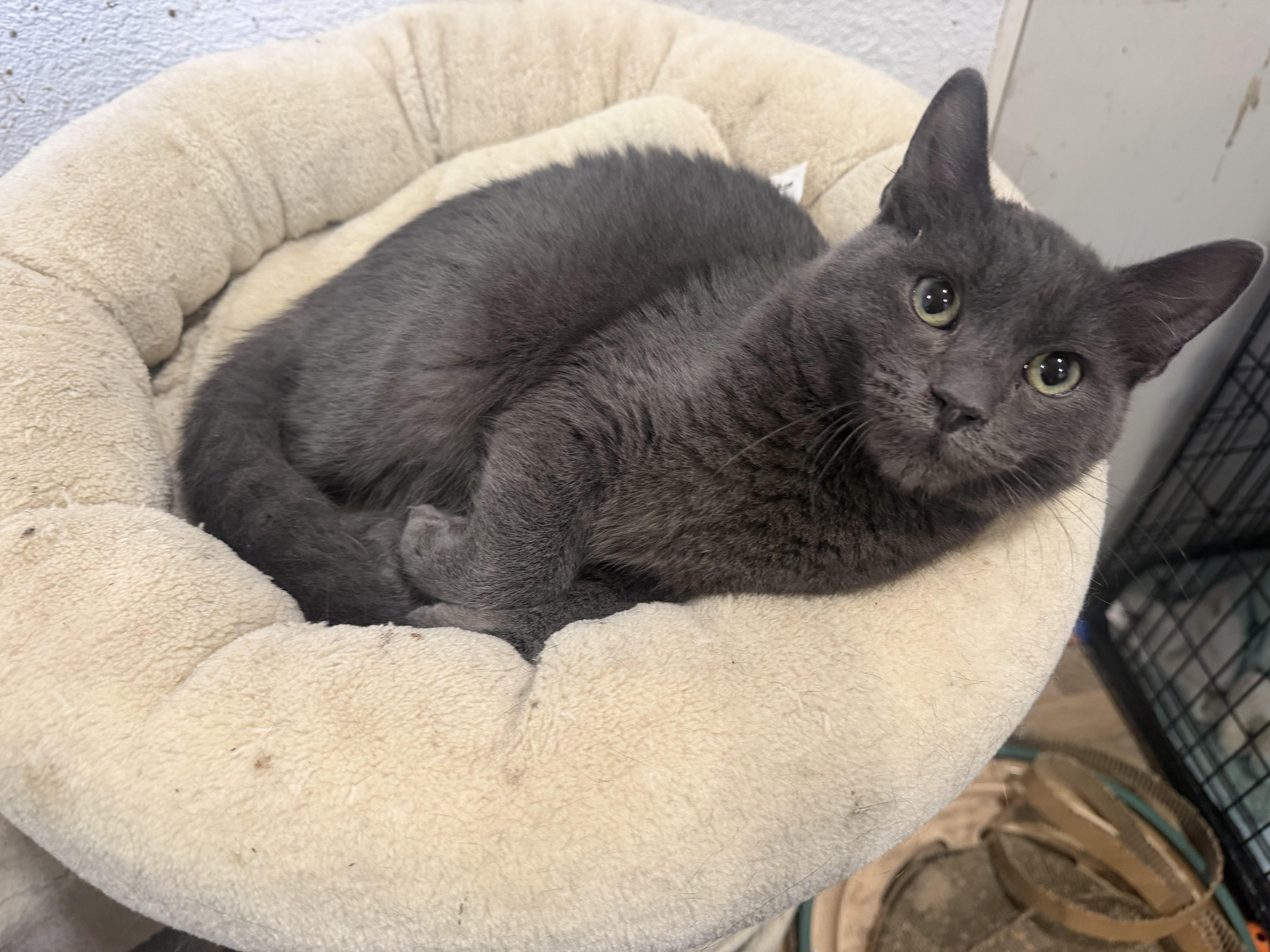 Mikey, Adoptable, Young Male Domestic Short Hair.