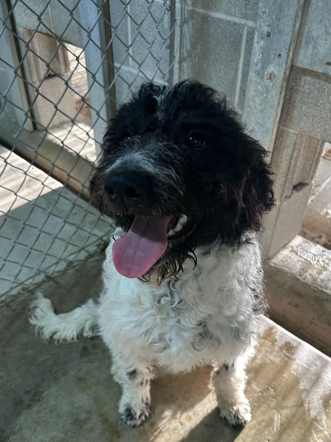 Cadoodle, adoptable, Young Female Standard Poodle & Australian Shepherd.
