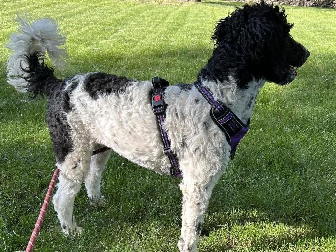 Enlarge Cadoodle, an adoptable mixed breed in Kellogg, ID image 1/3