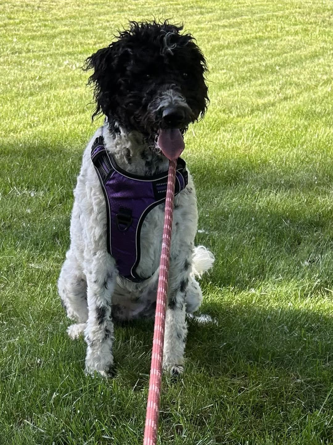 Enlarge Cadoodle, an adoptable mixed breed in Kellogg, ID image 2/3