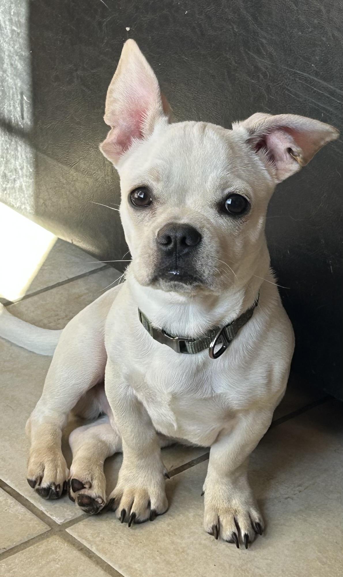 Enlarge Aldo, a ADOPTABLE mixed breed in San Diego, CA image 5/5