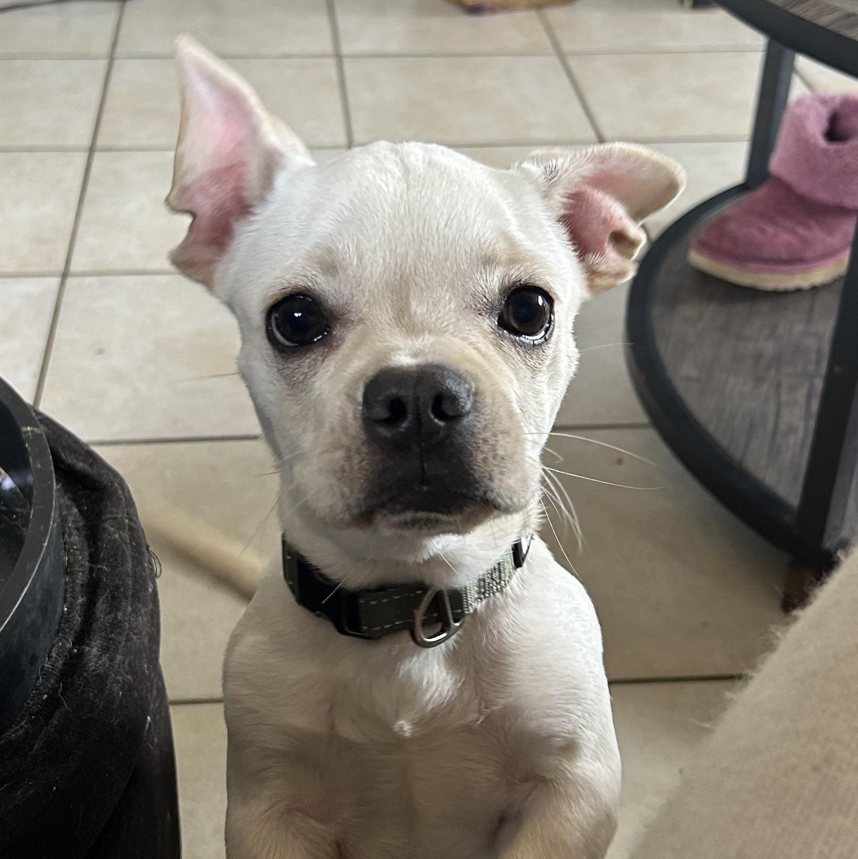Aldo, ADOPTABLE, Puppy Male French Bulldog & Chihuahua.