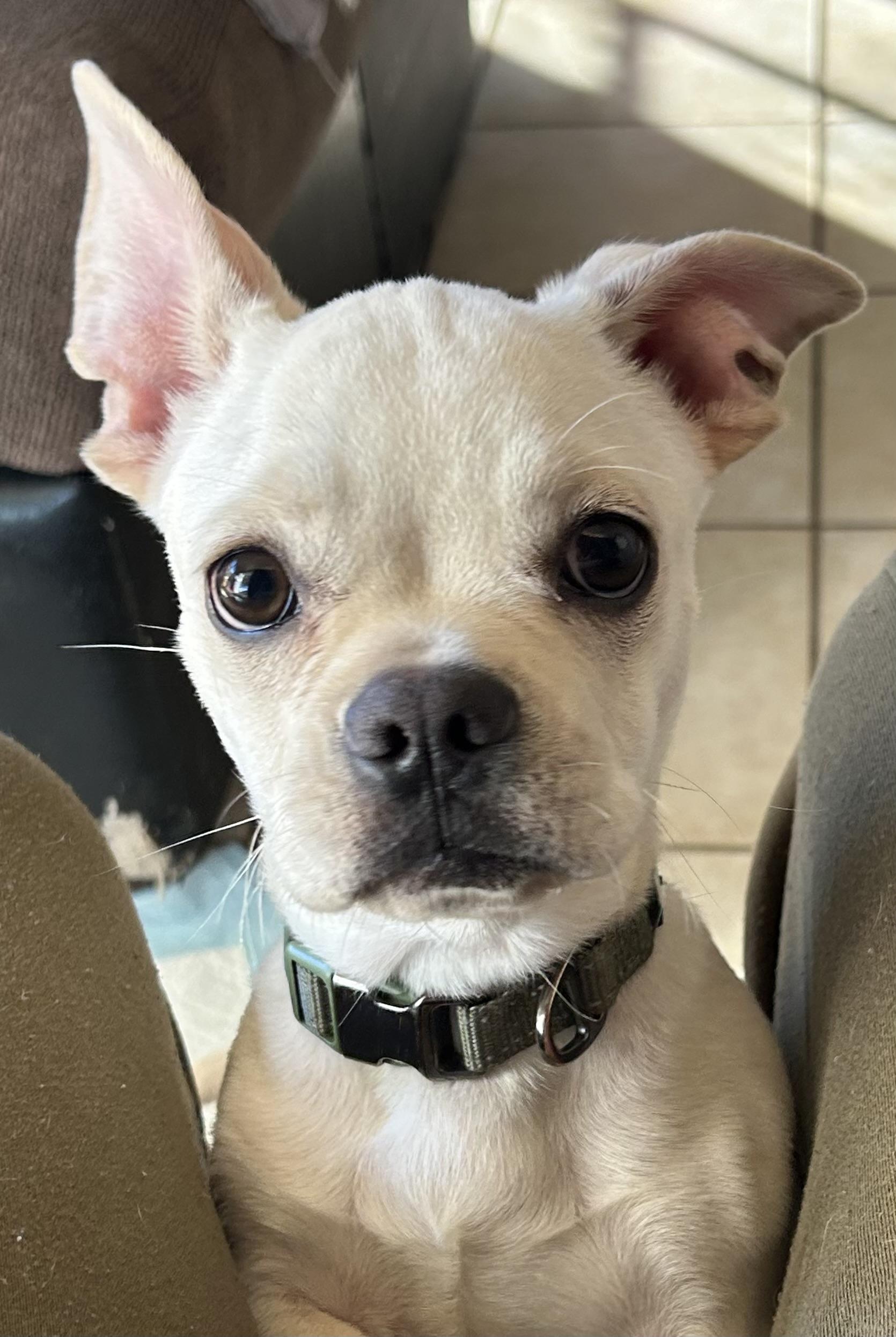 Enlarge Aldo, a ADOPTABLE mixed breed in San Diego, CA image 2/5