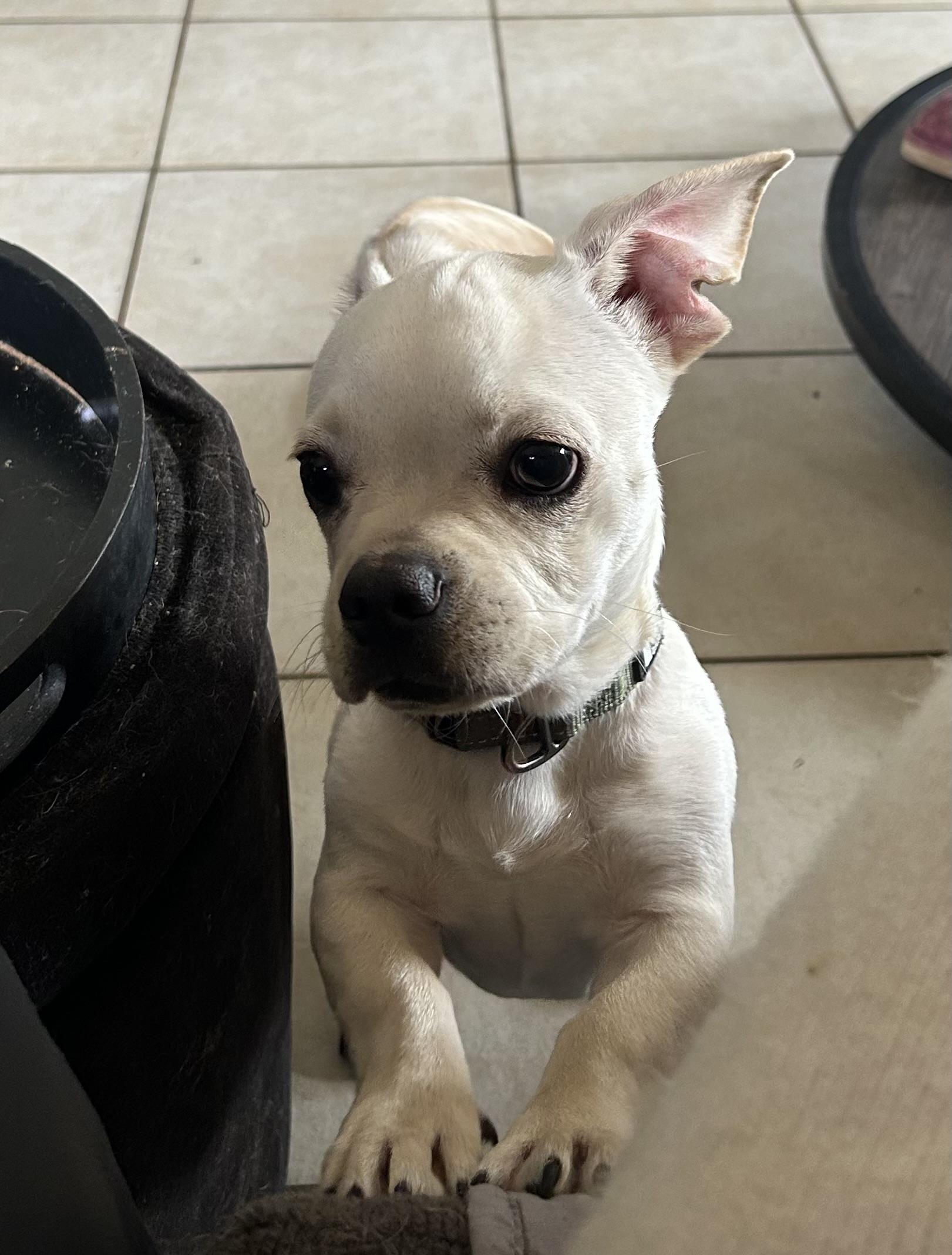 Enlarge Aldo, a ADOPTABLE mixed breed in San Diego, CA image 4/5