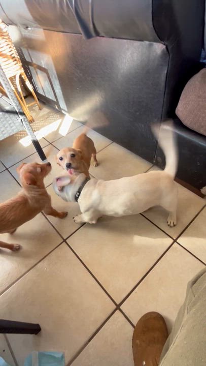 Enlarge Aldo, a ADOPTABLE mixed breed in San Diego, CA video 3/5