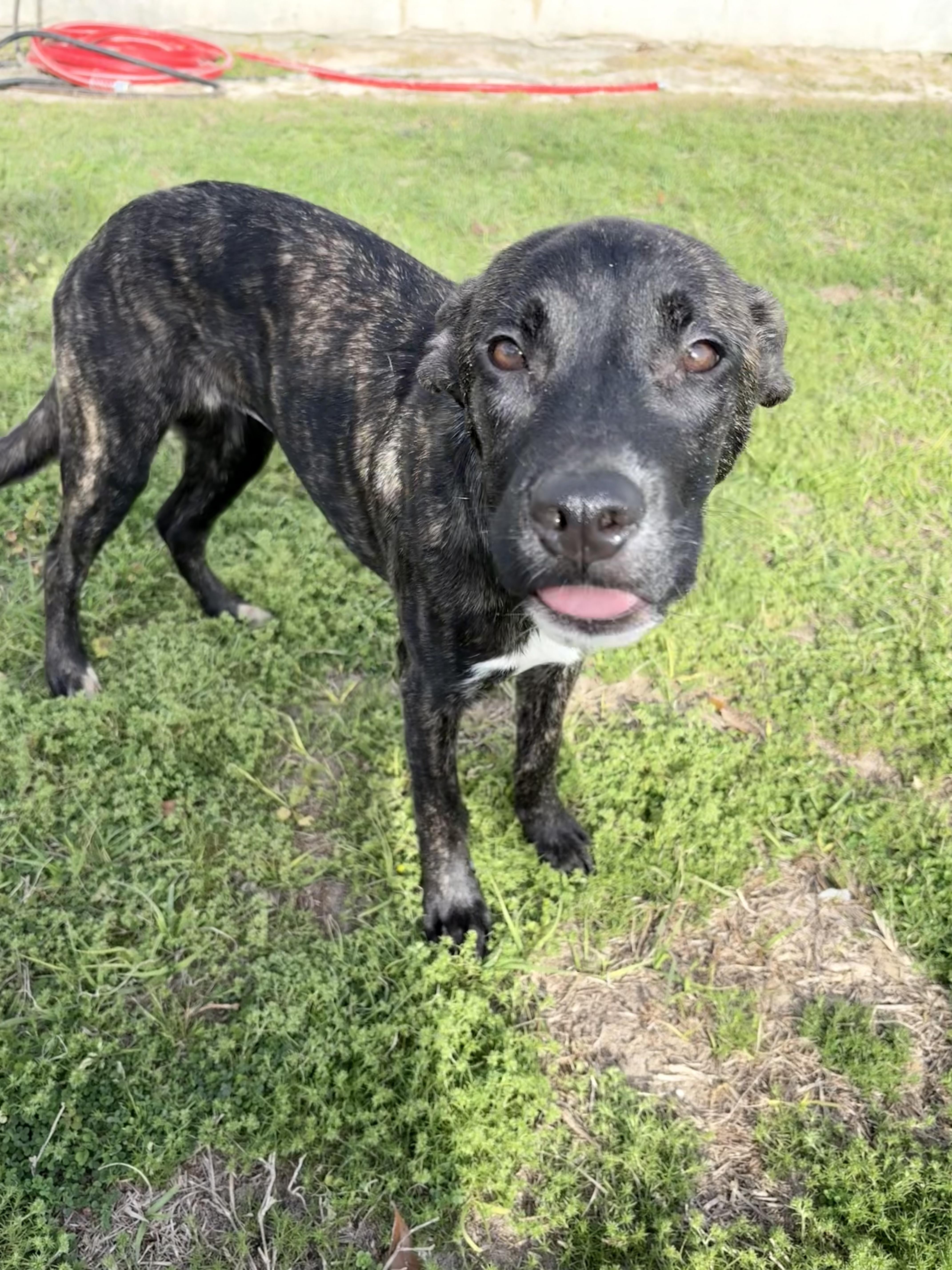 Enlarge S’more, a ADOPTABLE mixed breed in Valdosta, GA image 5/5