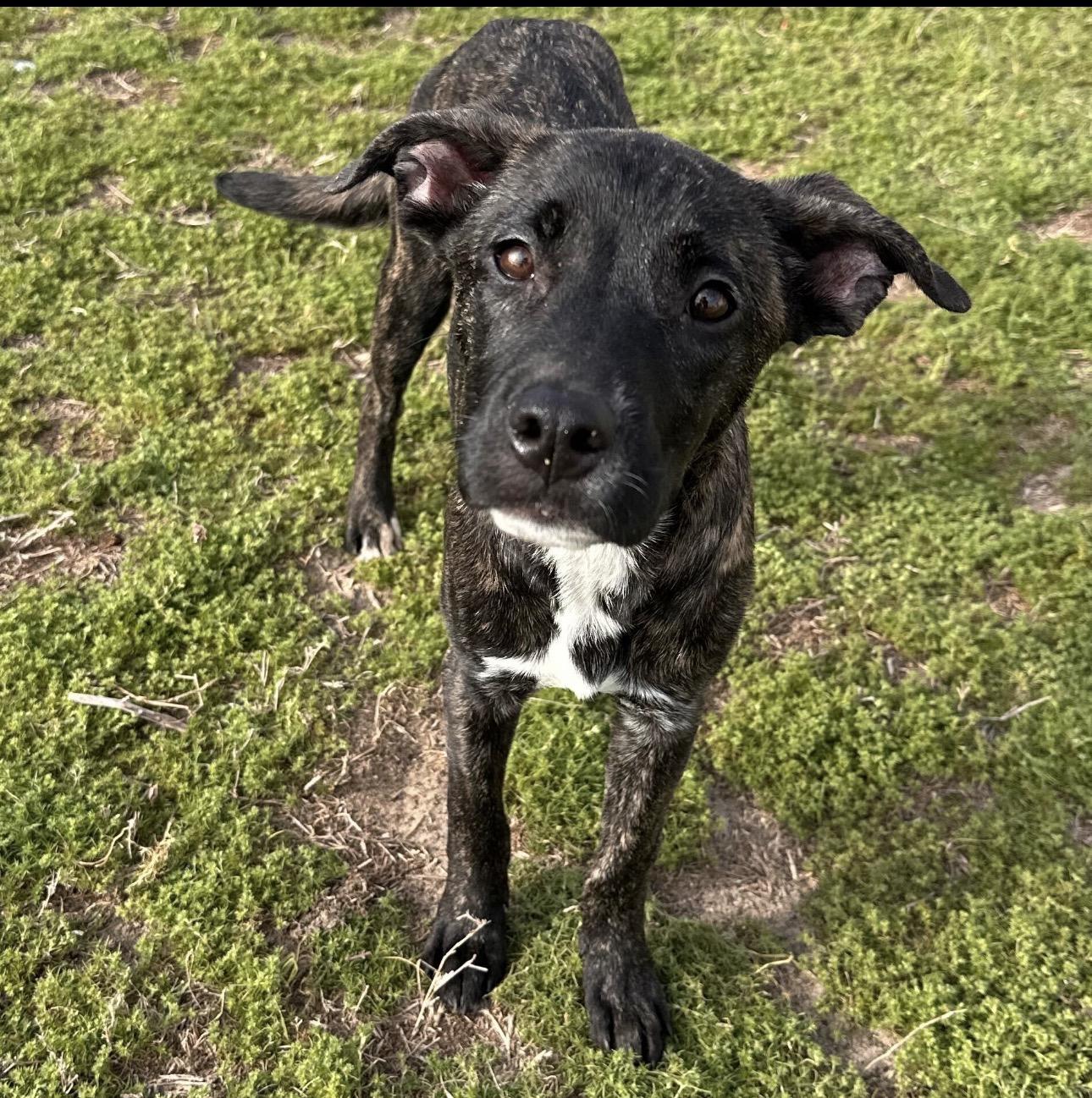 Enlarge S’more, a ADOPTABLE mixed breed in Valdosta, GA image 1/5