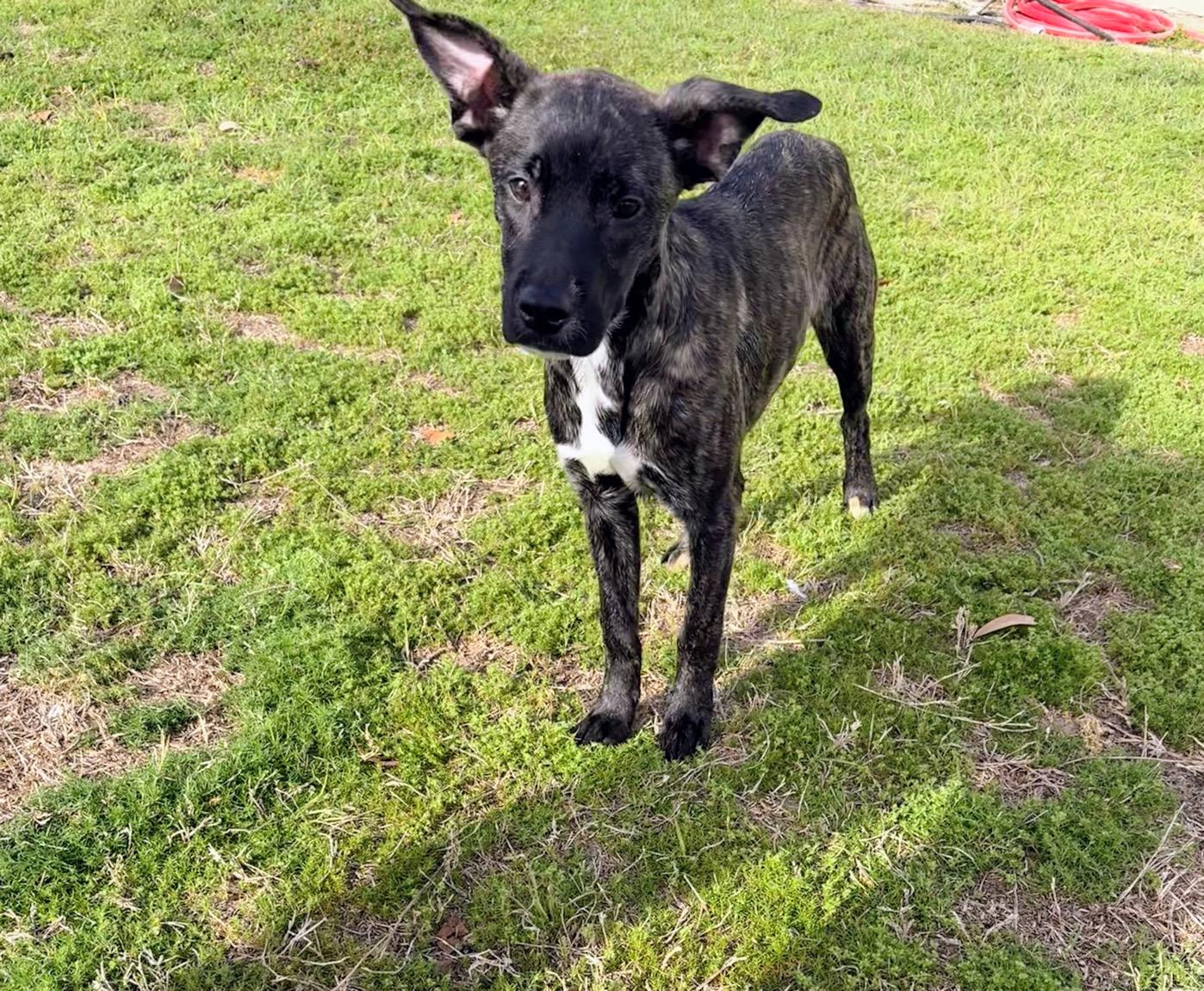 Enlarge S’more, a ADOPTABLE mixed breed in Valdosta, GA image 4/5