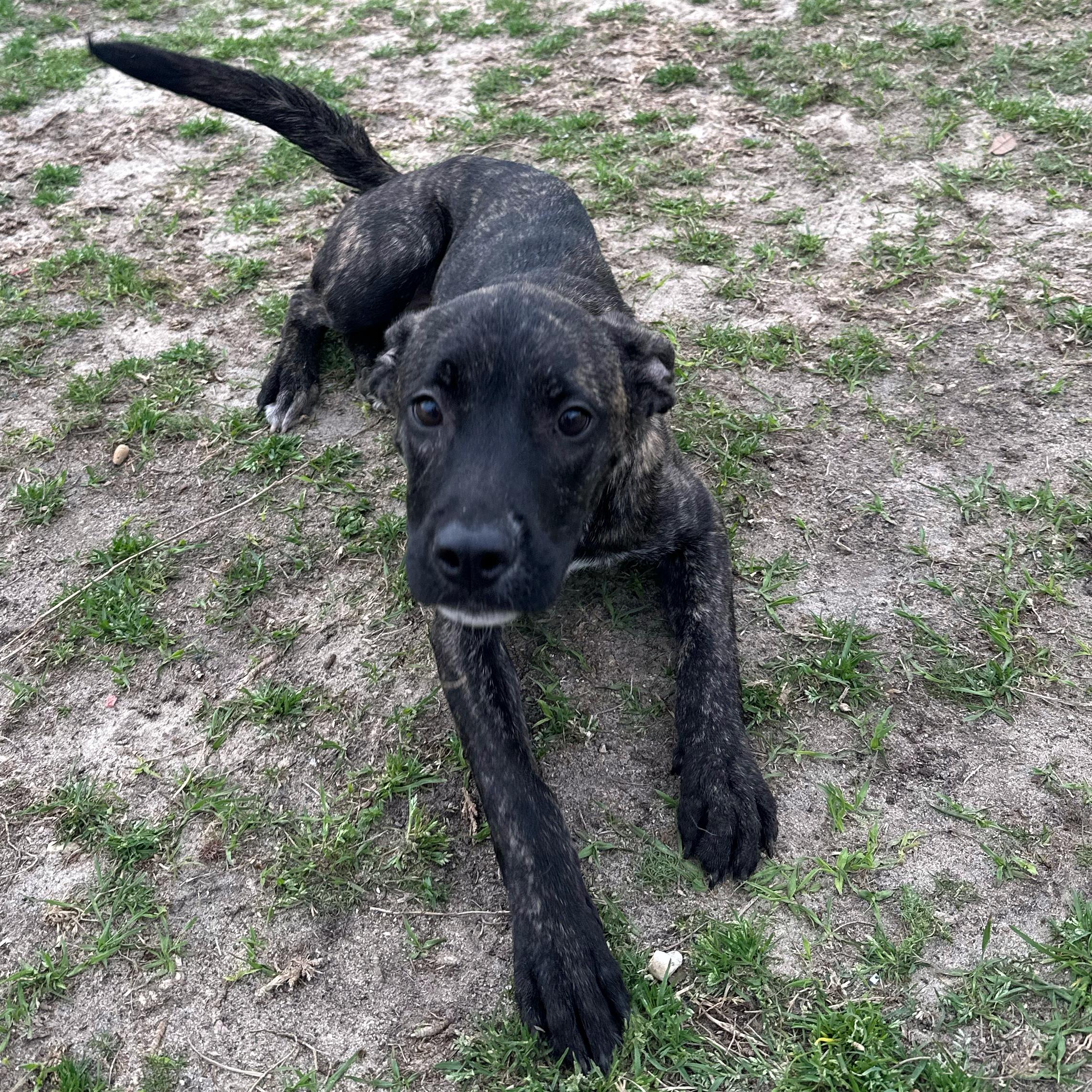 Enlarge S’more, a ADOPTABLE mixed breed in Valdosta, GA image 3/5