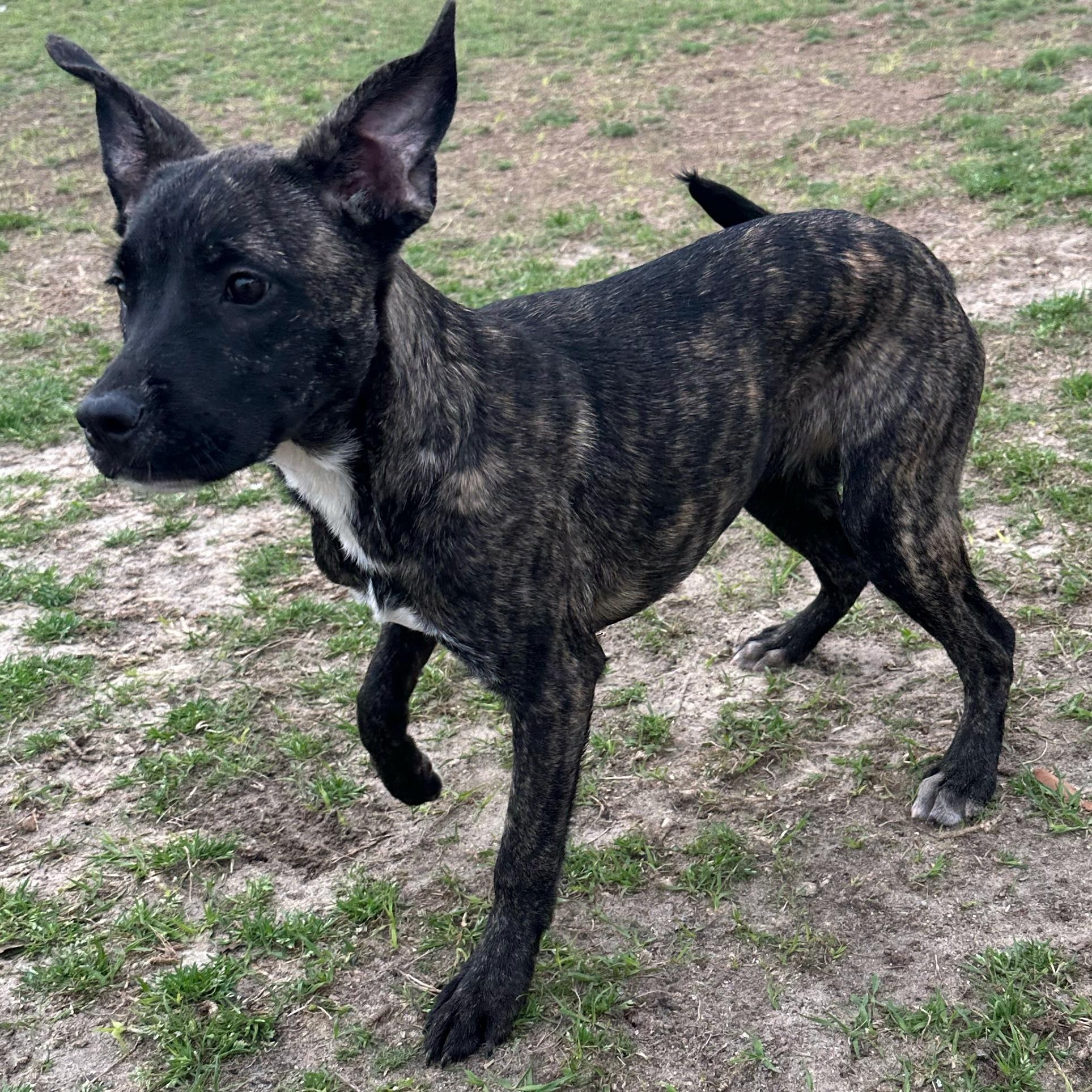 Enlarge S’more, a ADOPTABLE mixed breed in Valdosta, GA image 2/5