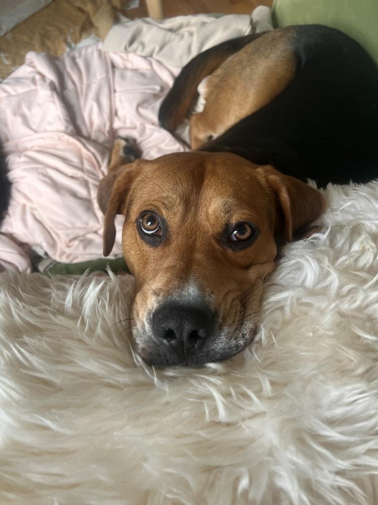 Hank, a Adoptable mixed breed in Manhattan, NY image 1/4