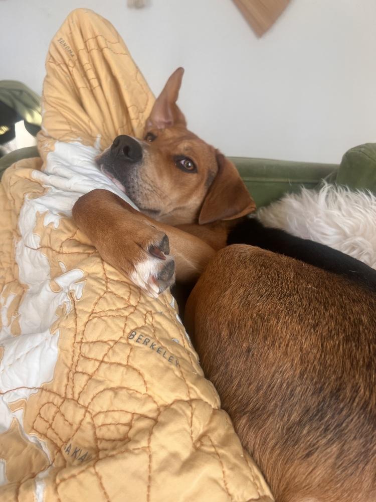 Hank, a Adoptable mixed breed in Manhattan, NY image 2/4