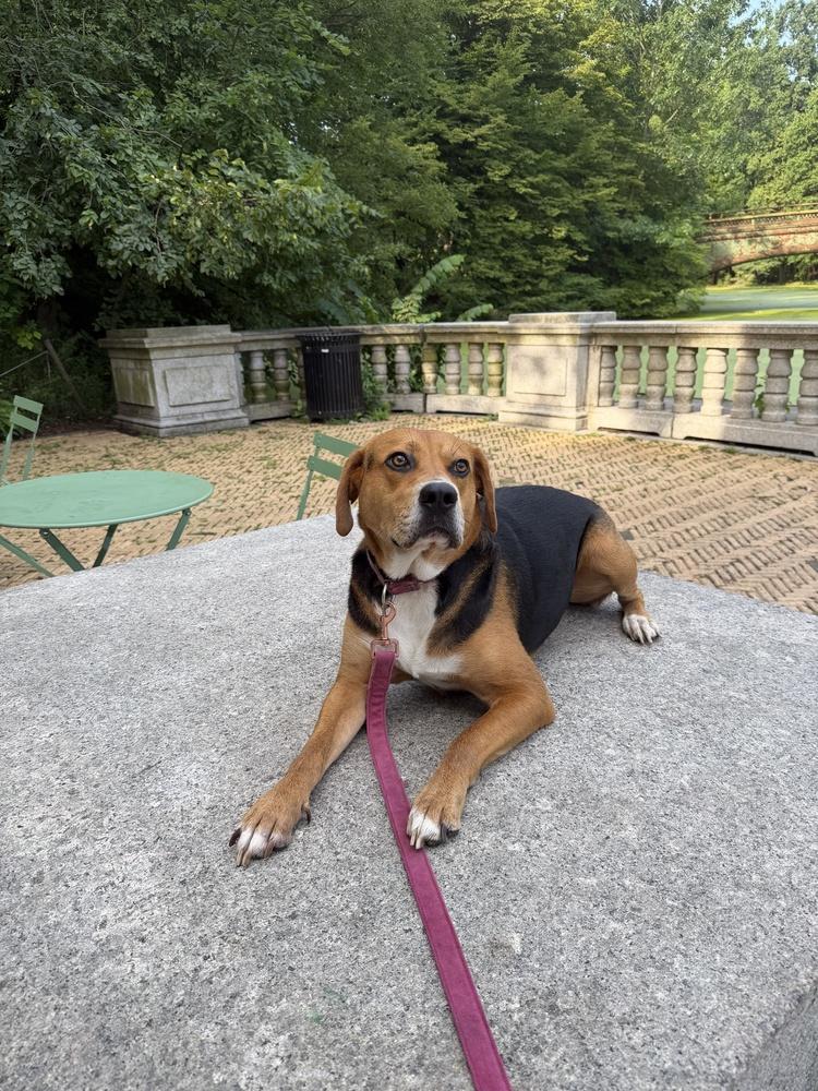 Hank, a Adoptable mixed breed in Manhattan, NY image 3/4