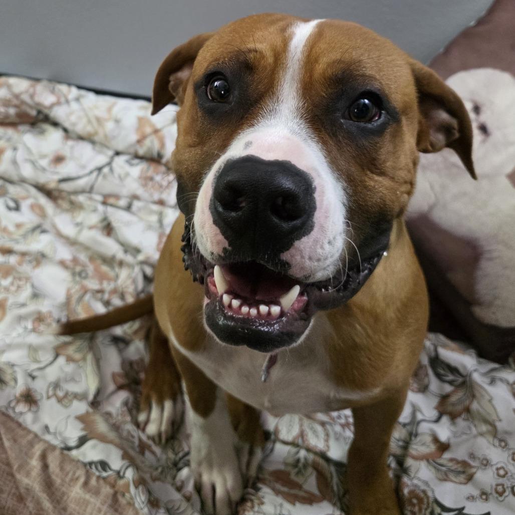 Clifford, Adoptable, Young Male Boxer.