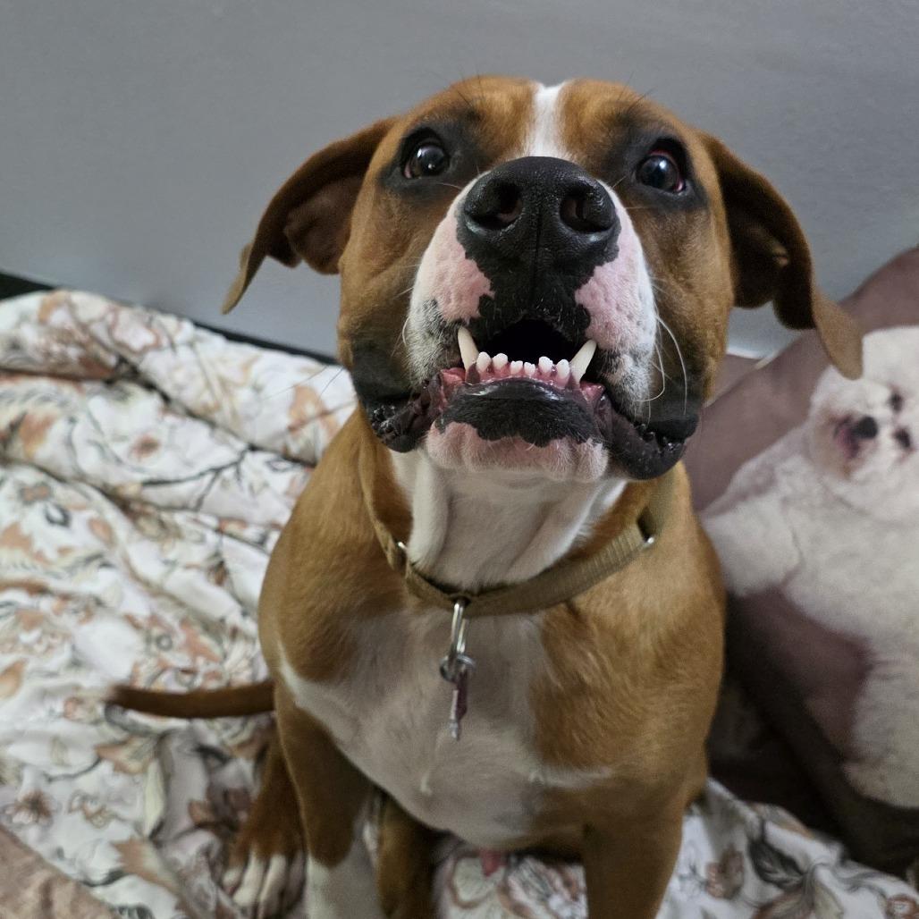 Enlarge Clifford, a Adoptable Boxer in Durango, CO image 2/3