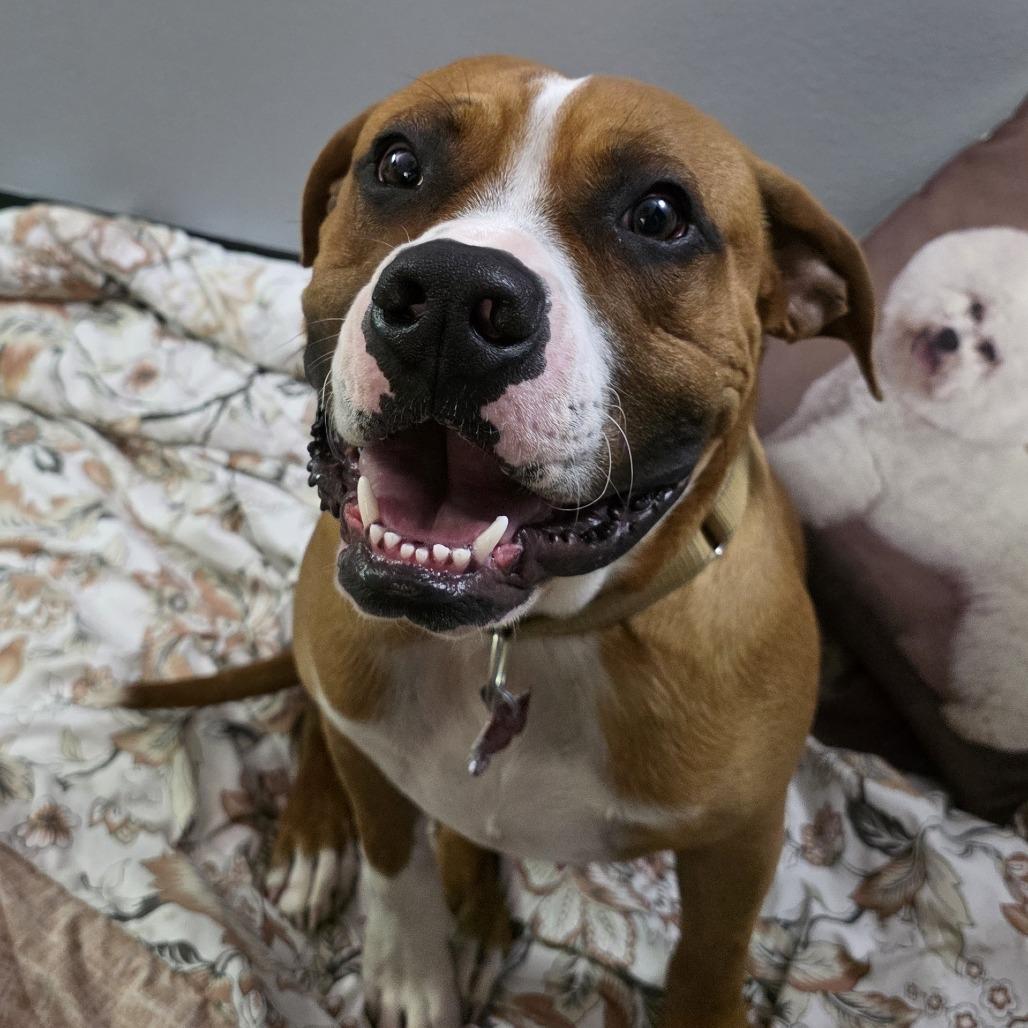 Enlarge Clifford, a Adoptable Boxer in Durango, CO image 3/3