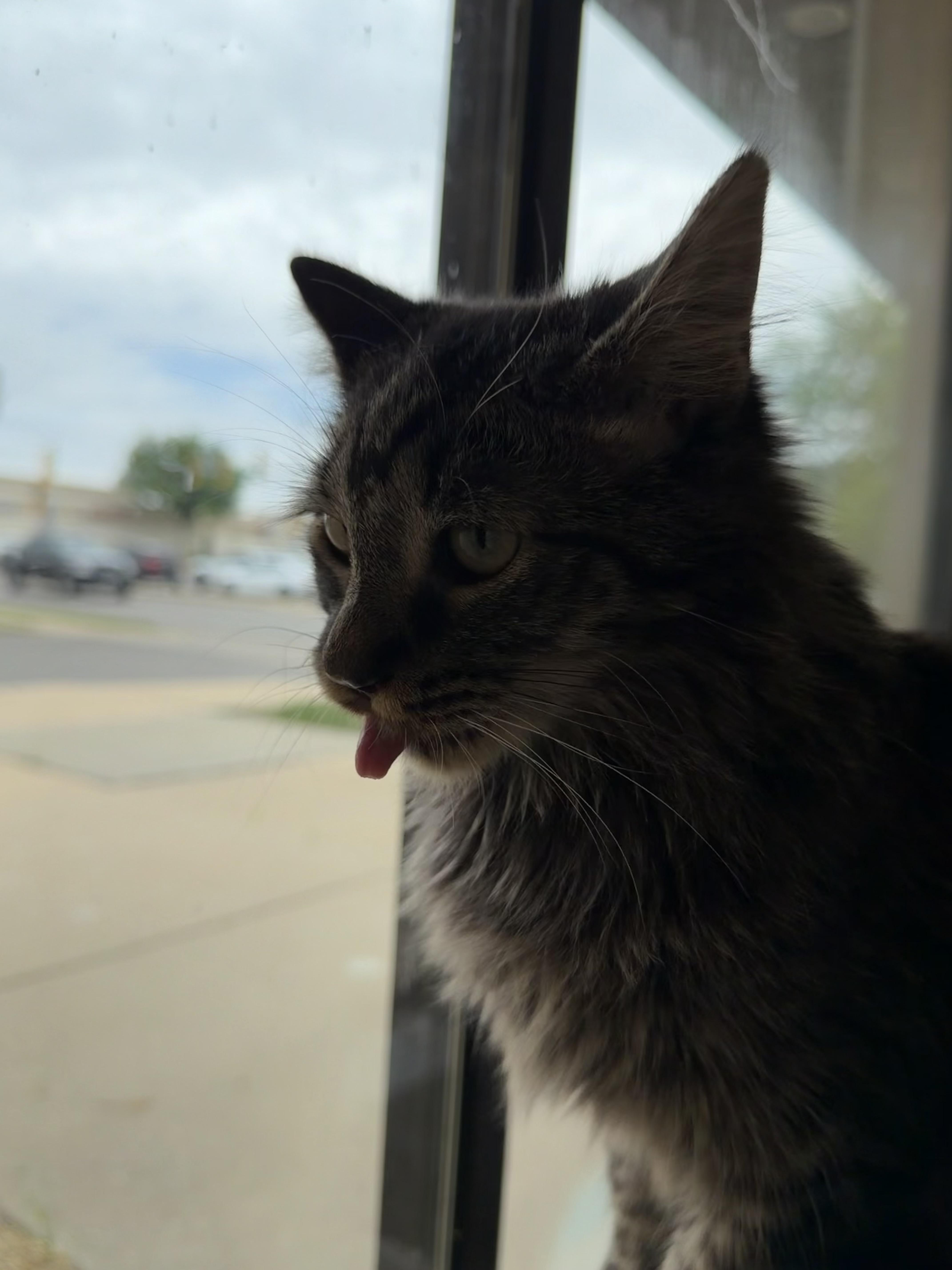 Meadow, a ADOPTABLE Domestic Long Hair in Madison, WI image 2/4