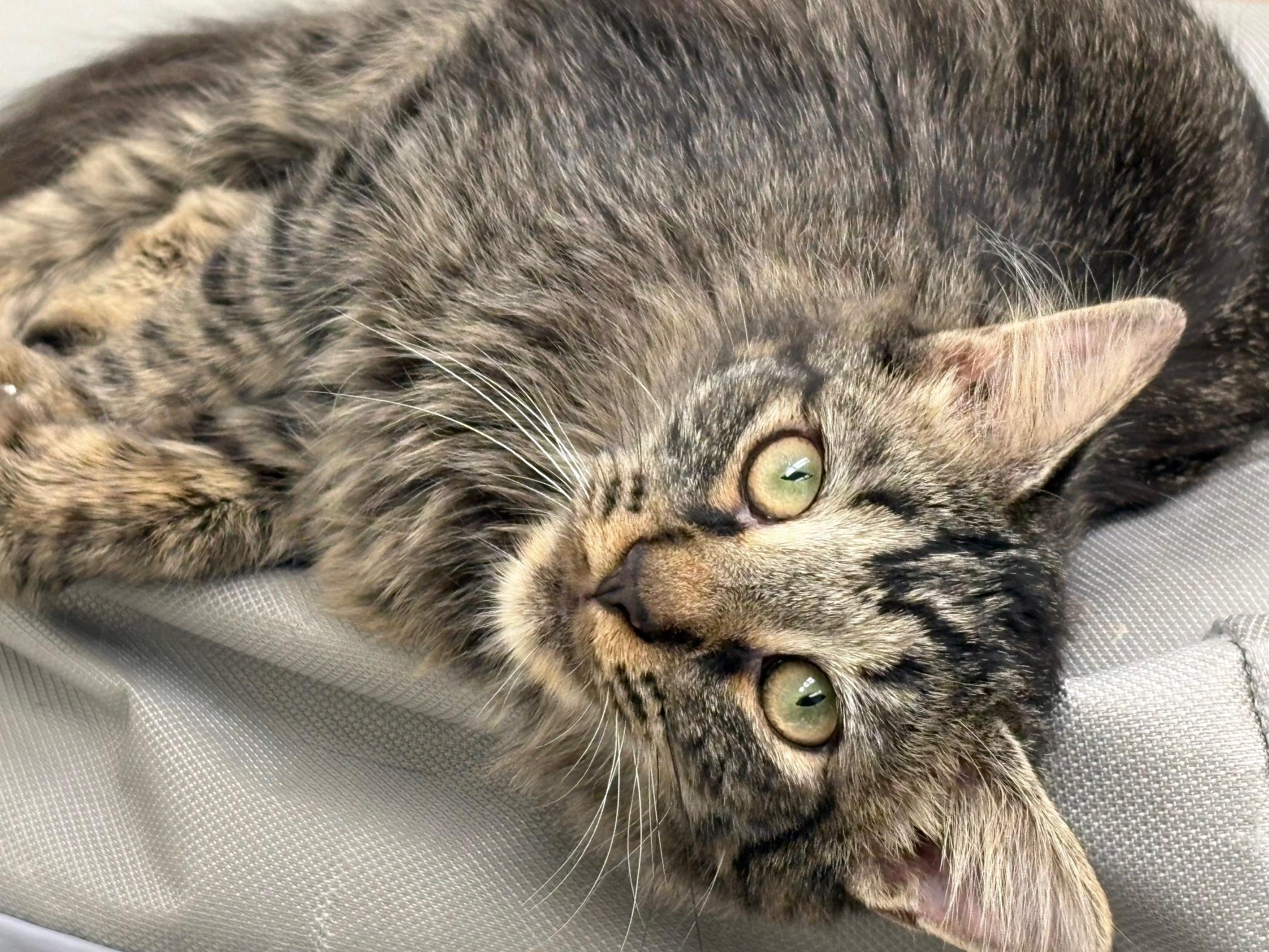 Meadow, ADOPTABLE, Young Female Domestic Long Hair.