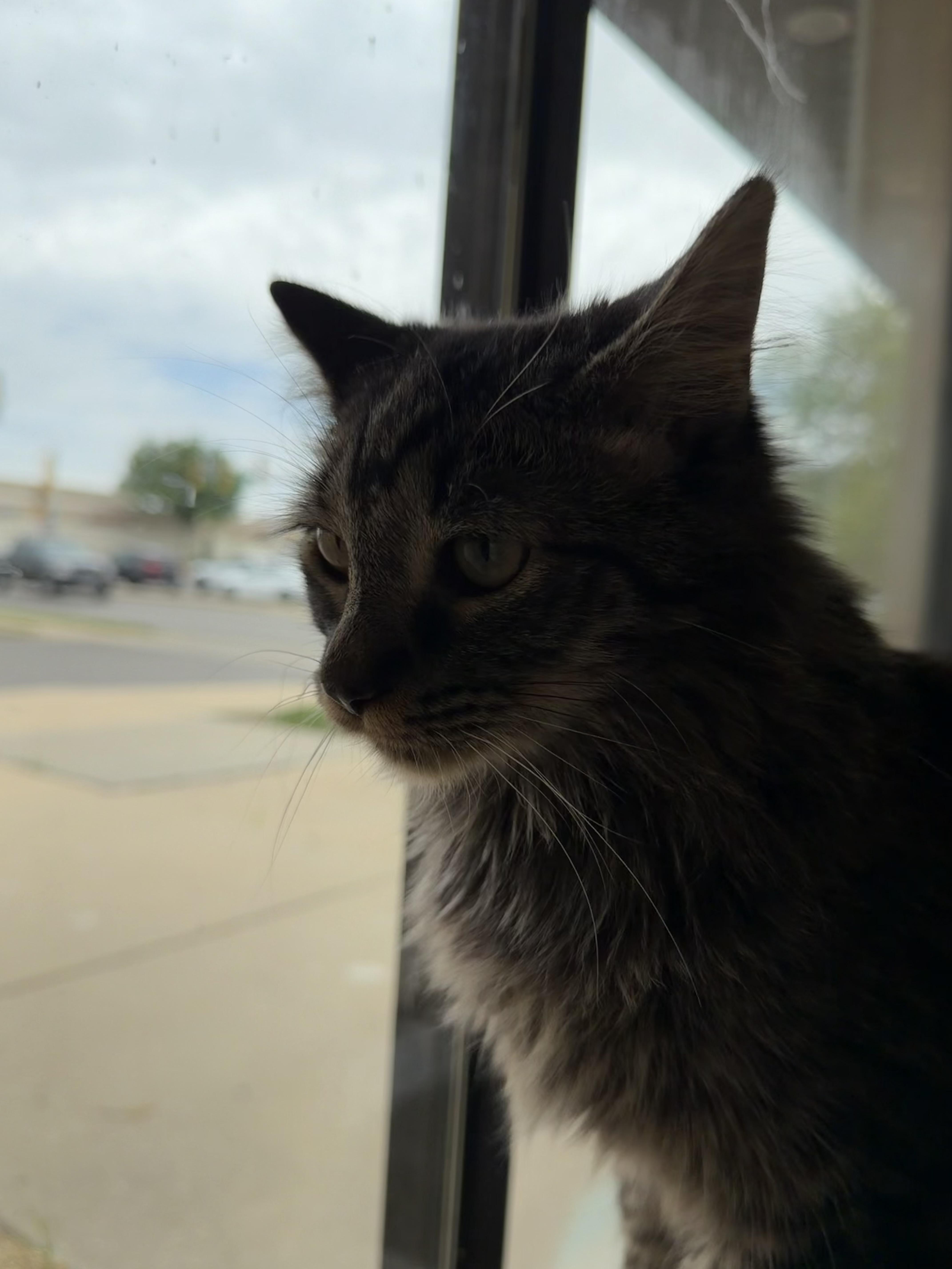 Meadow, a ADOPTABLE Domestic Long Hair in Madison, WI image 4/4