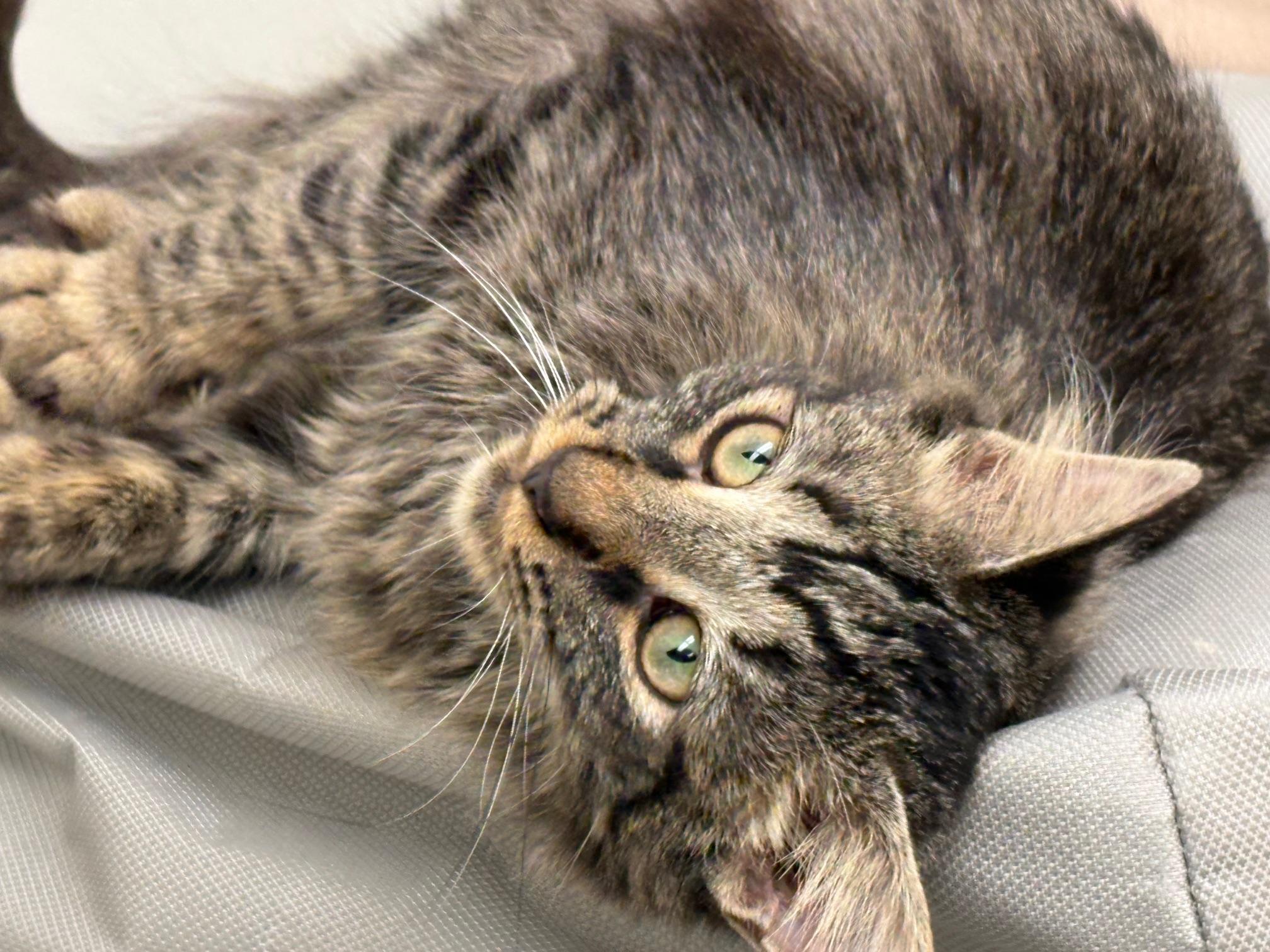 Meadow, a ADOPTABLE Domestic Long Hair in Madison, WI image 3/4