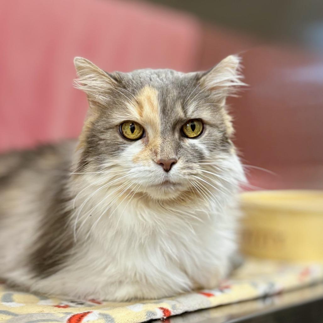 Enlarge Miss Kitty, a Adoptable Domestic Long Hair in Nashville, IN image 1/5