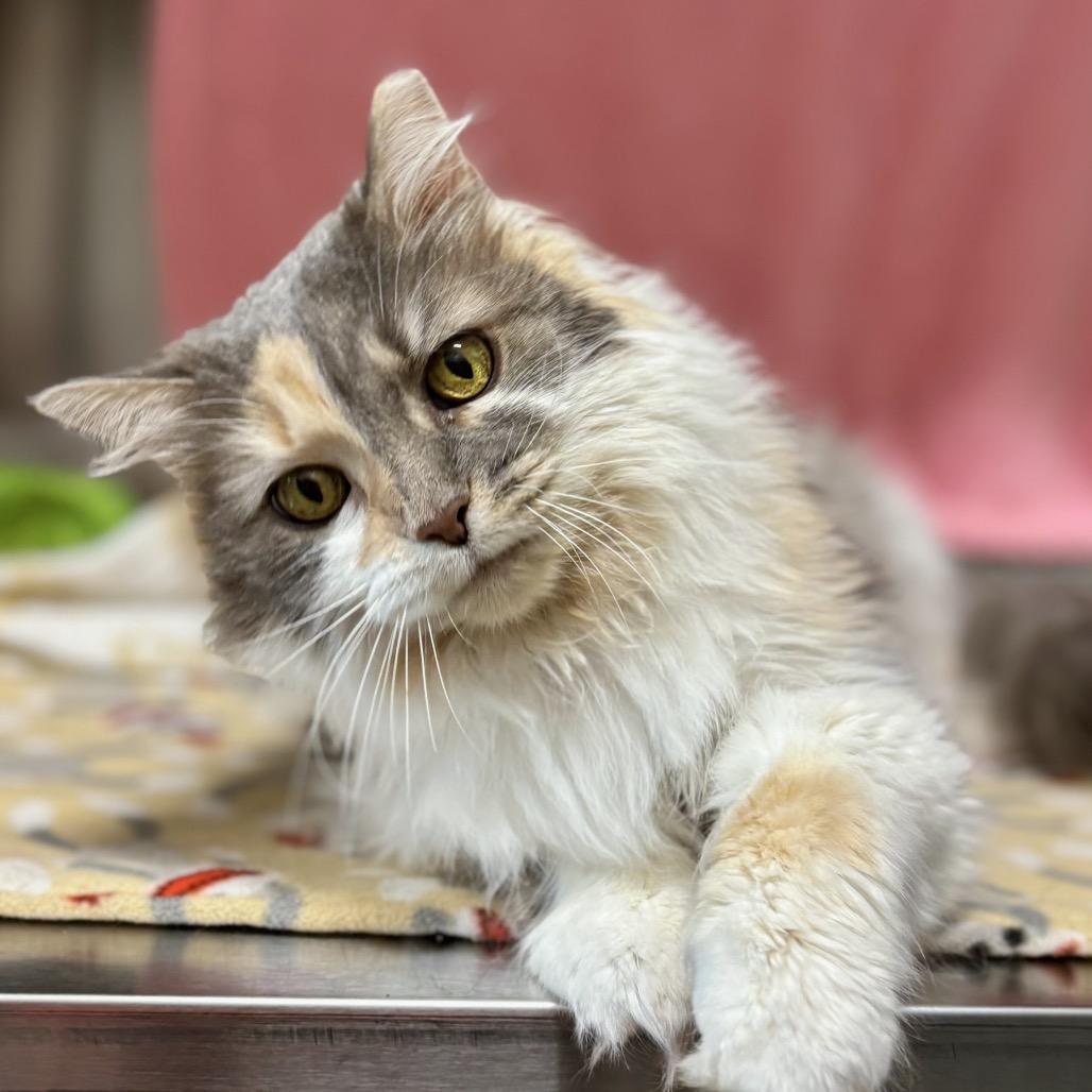 Enlarge Miss Kitty, a Adoptable Domestic Long Hair in Nashville, IN image 2/5