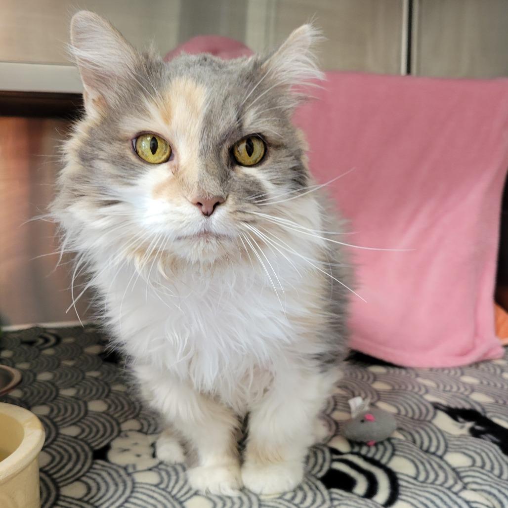 Miss Kitty, Adoptable, Senior Female Domestic Long Hair.