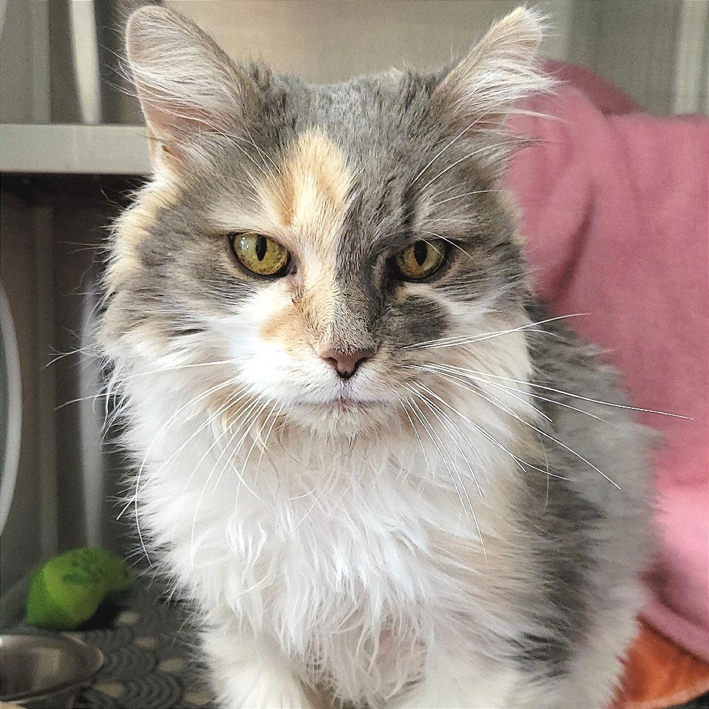 Miss Kitty, a Adoptable Domestic Long Hair in Nashville, IN image 2/6