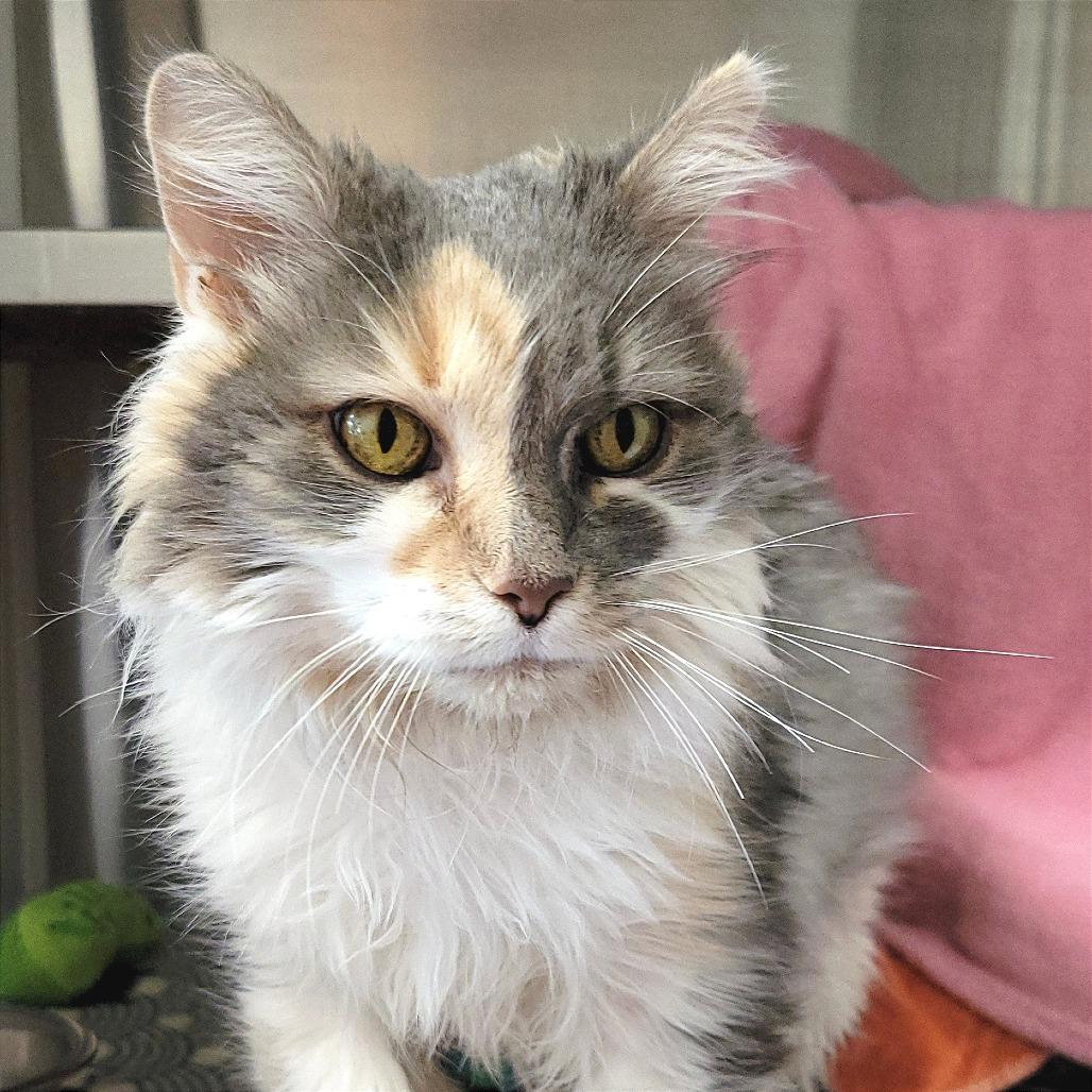 Miss Kitty, a Adoptable Domestic Long Hair in Nashville, IN image 3/6