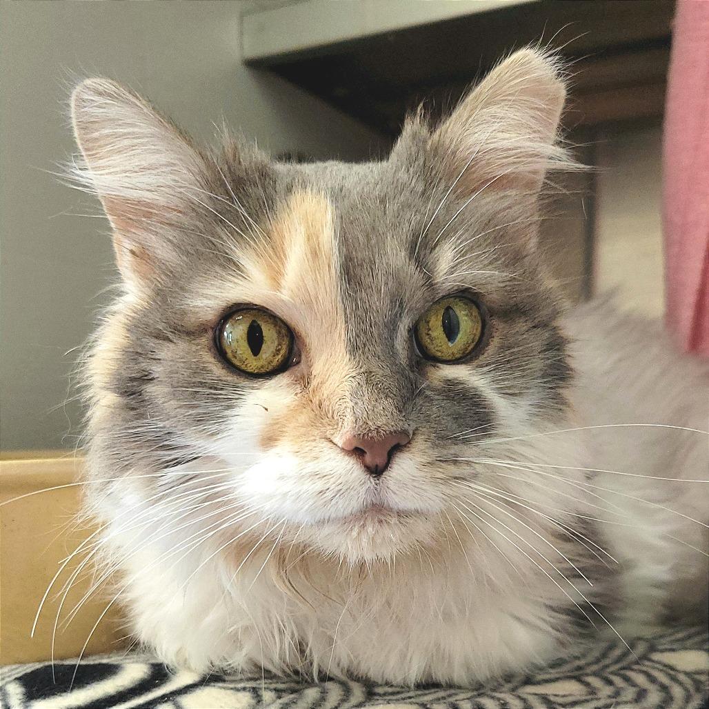 Miss Kitty, a Adoptable Domestic Long Hair in Nashville, IN image 4/6