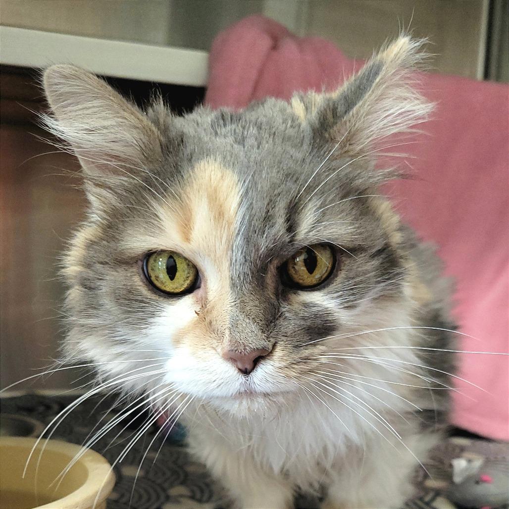 Miss Kitty, a Adoptable Domestic Long Hair in Nashville, IN image 5/6