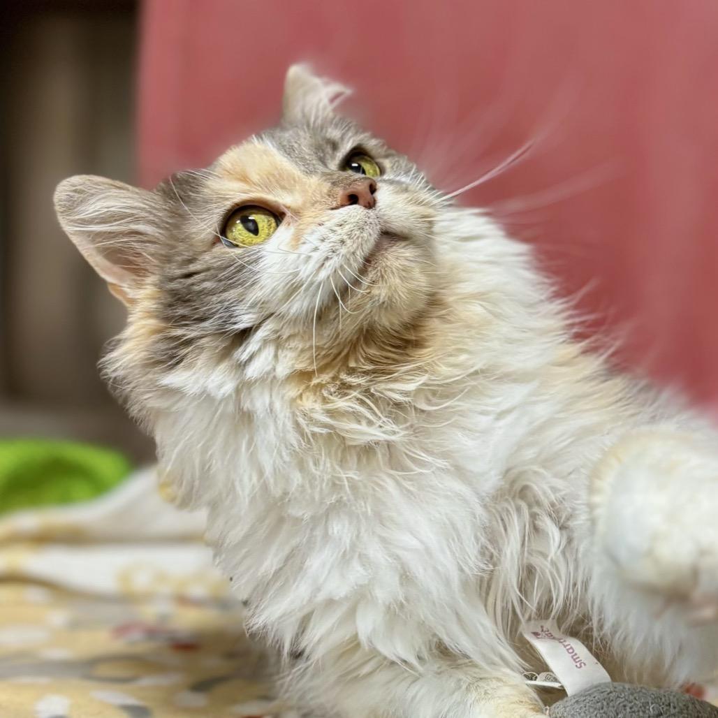 Enlarge Miss Kitty, a Adoptable Domestic Long Hair in Nashville, IN image 5/5
