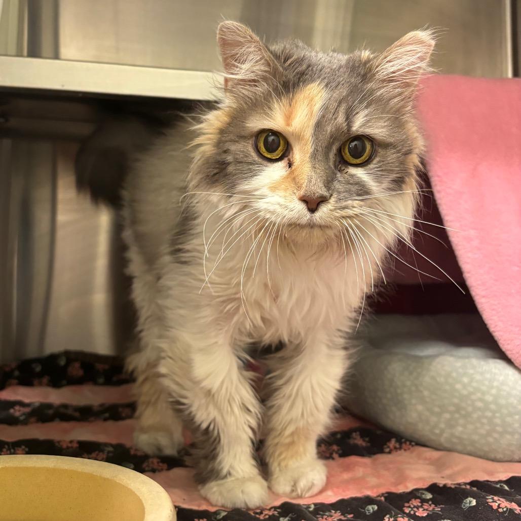 Miss Kitty, a Adoptable Domestic Long Hair in Nashville, IN image 6/6