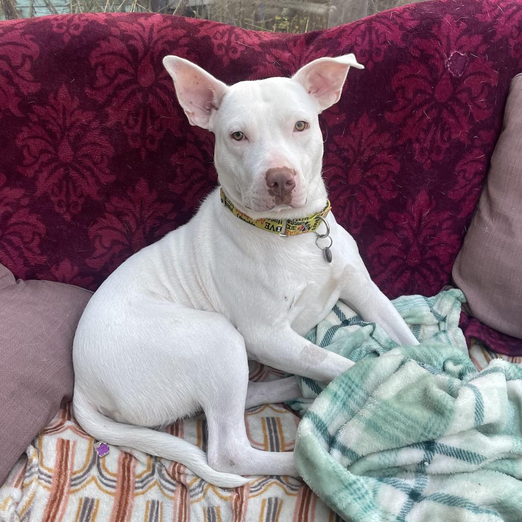 Kenny, Adoptable, Young Male American Staffordshire Terrier.