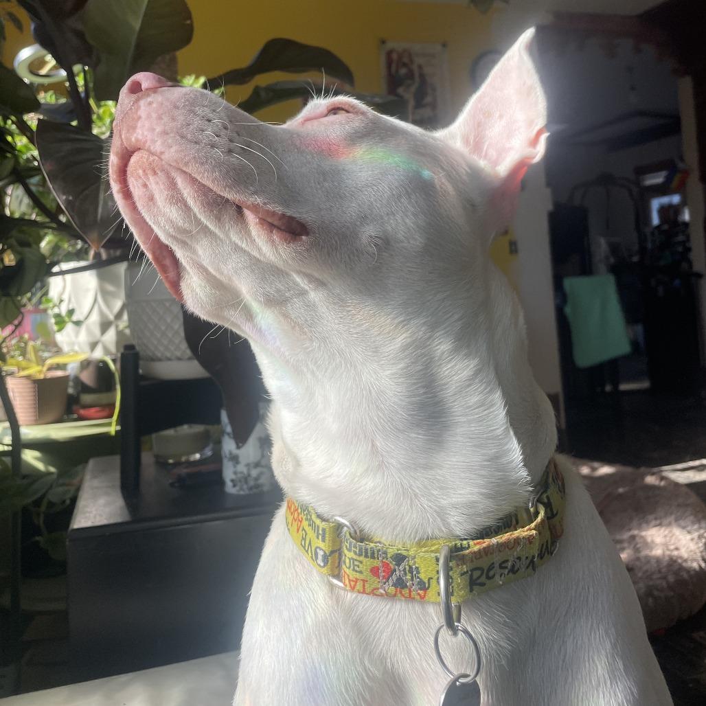 Kenny, a Adoptable American Staffordshire Terrier in Northville, MI image 1/4